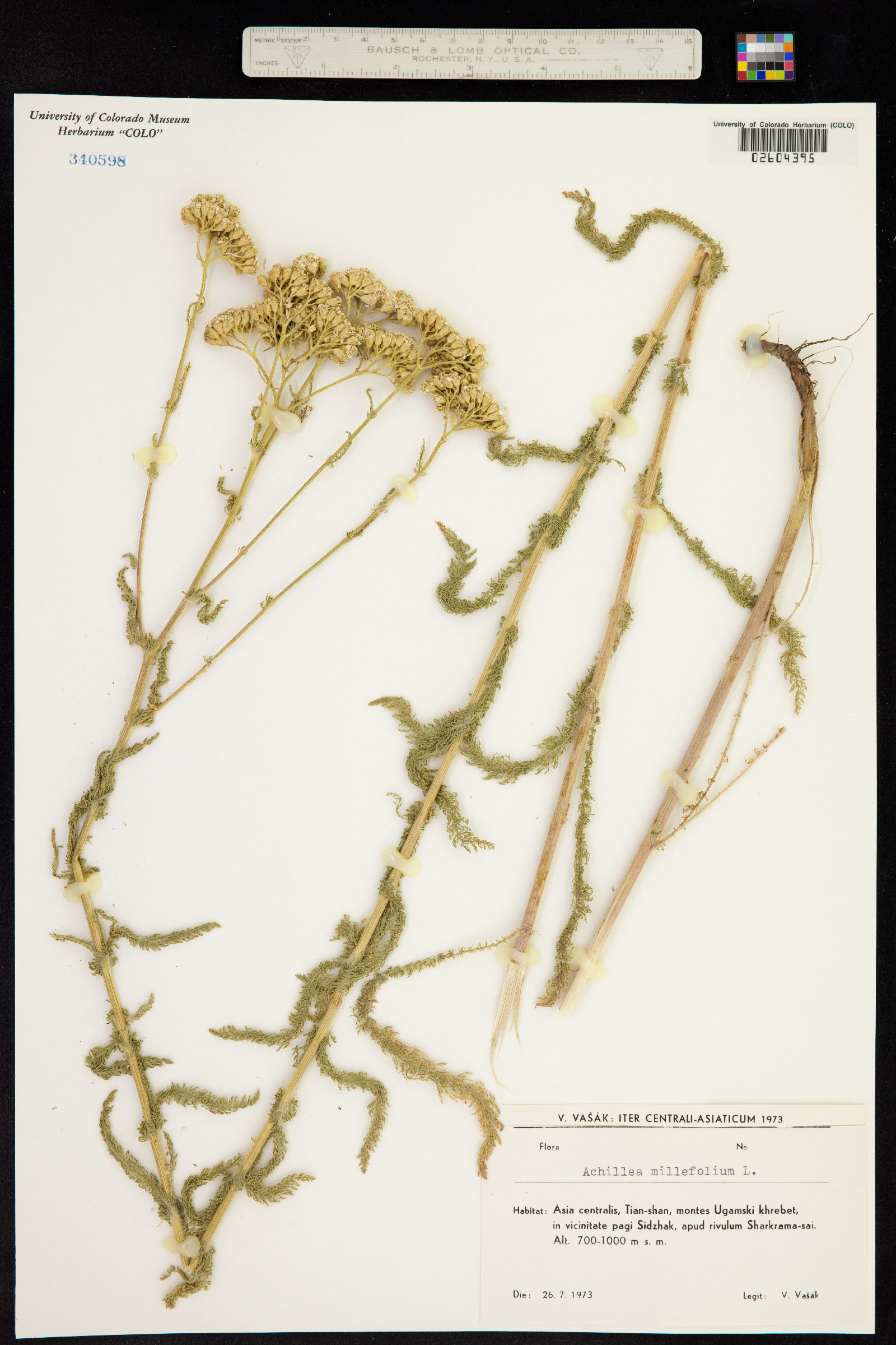 Achillea millefolium image