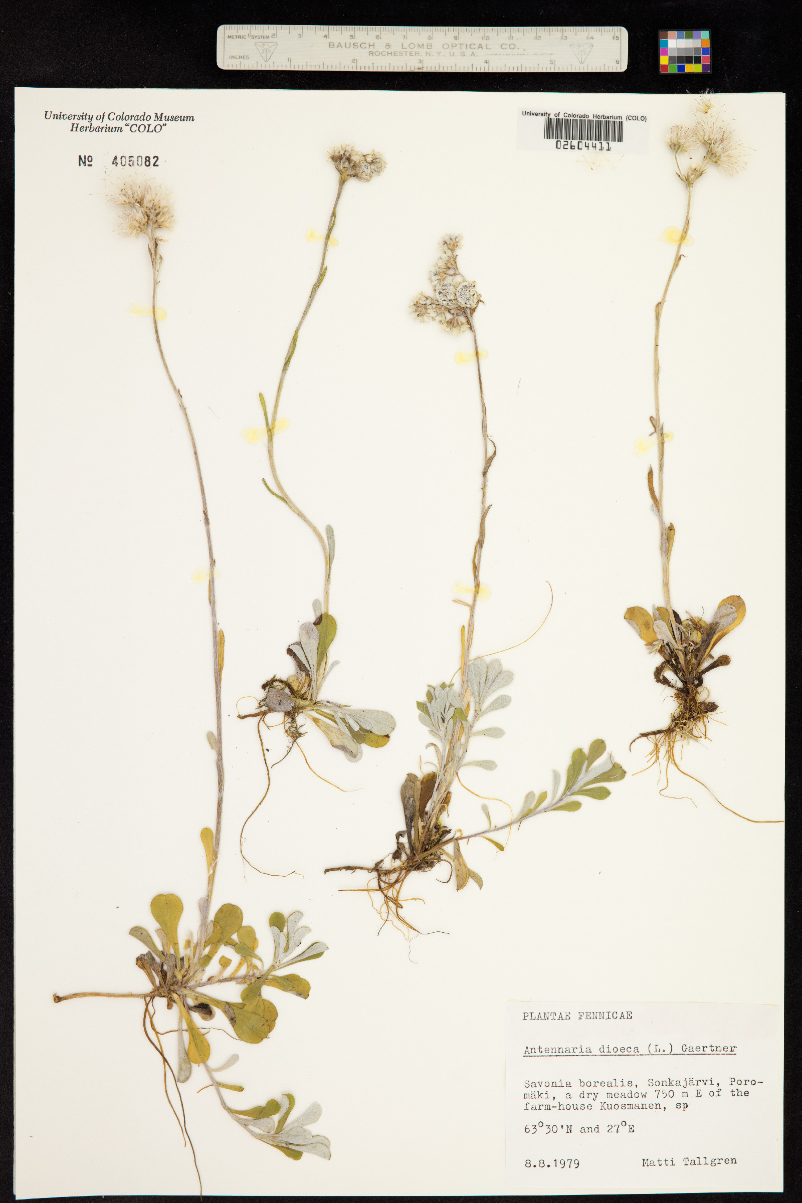 Antennaria image