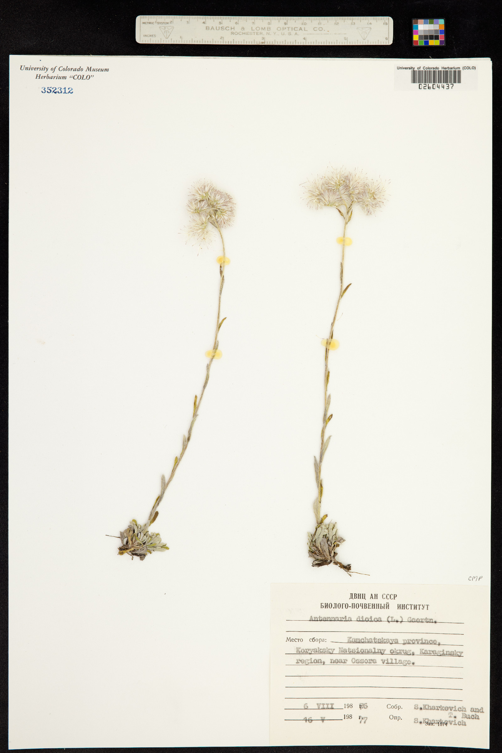 Antennaria dioica image