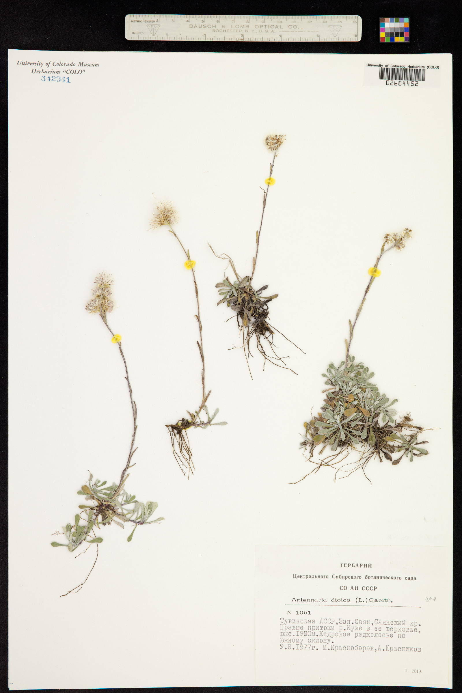 Antennaria dioica image