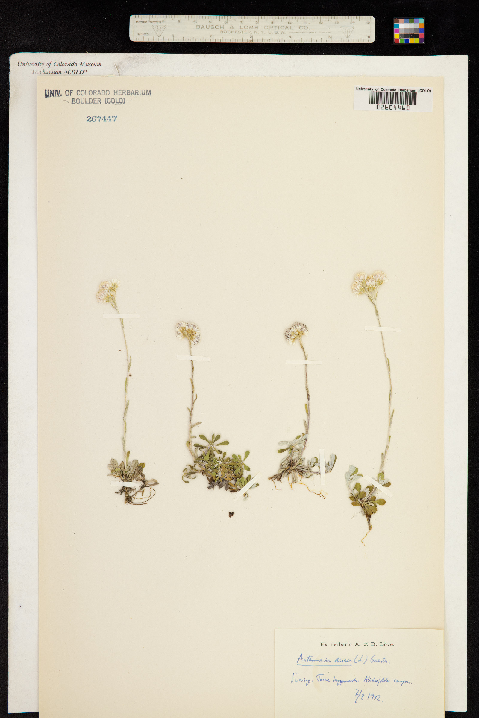 Antennaria dioica image