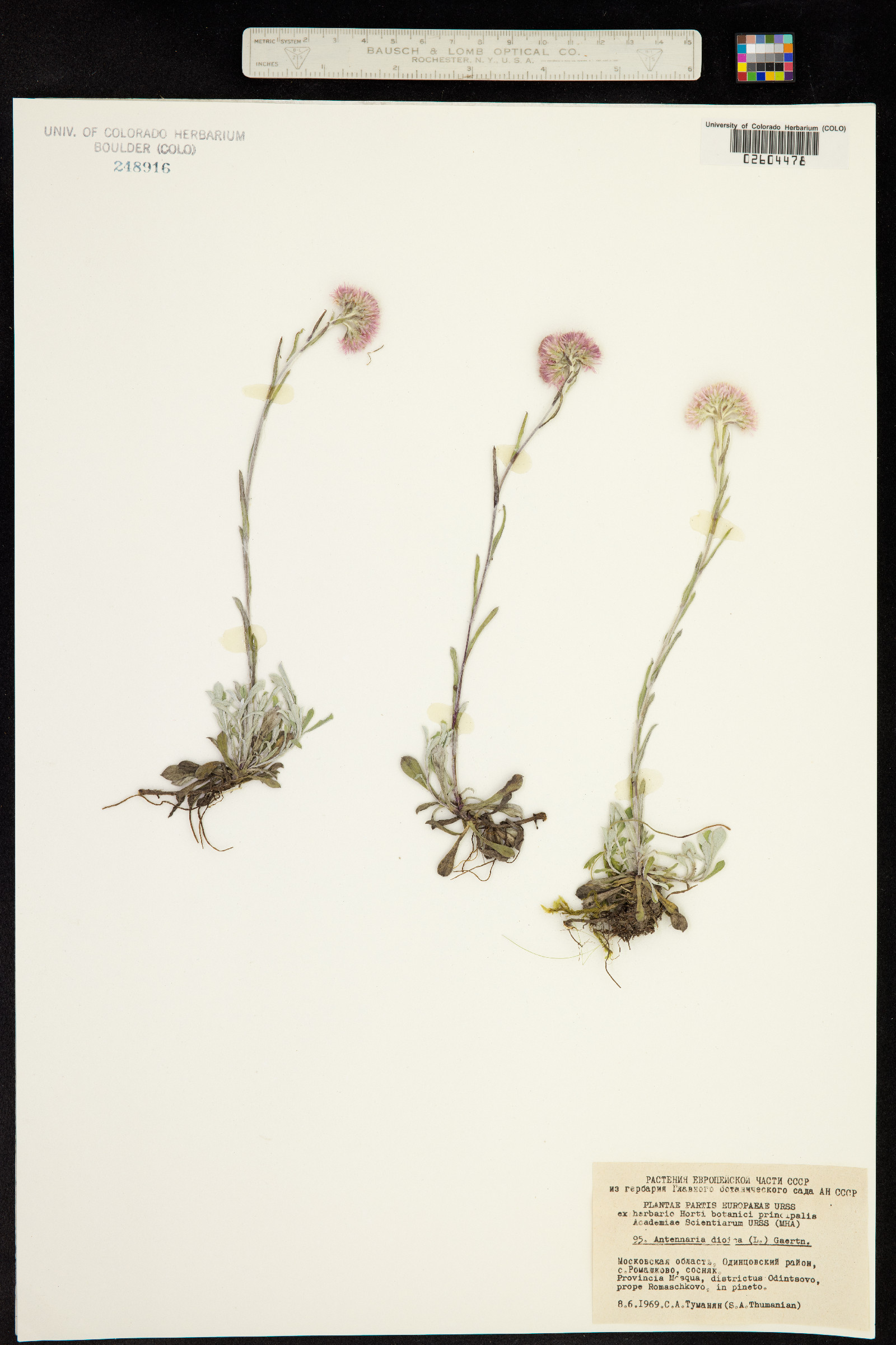 Antennaria dioica image
