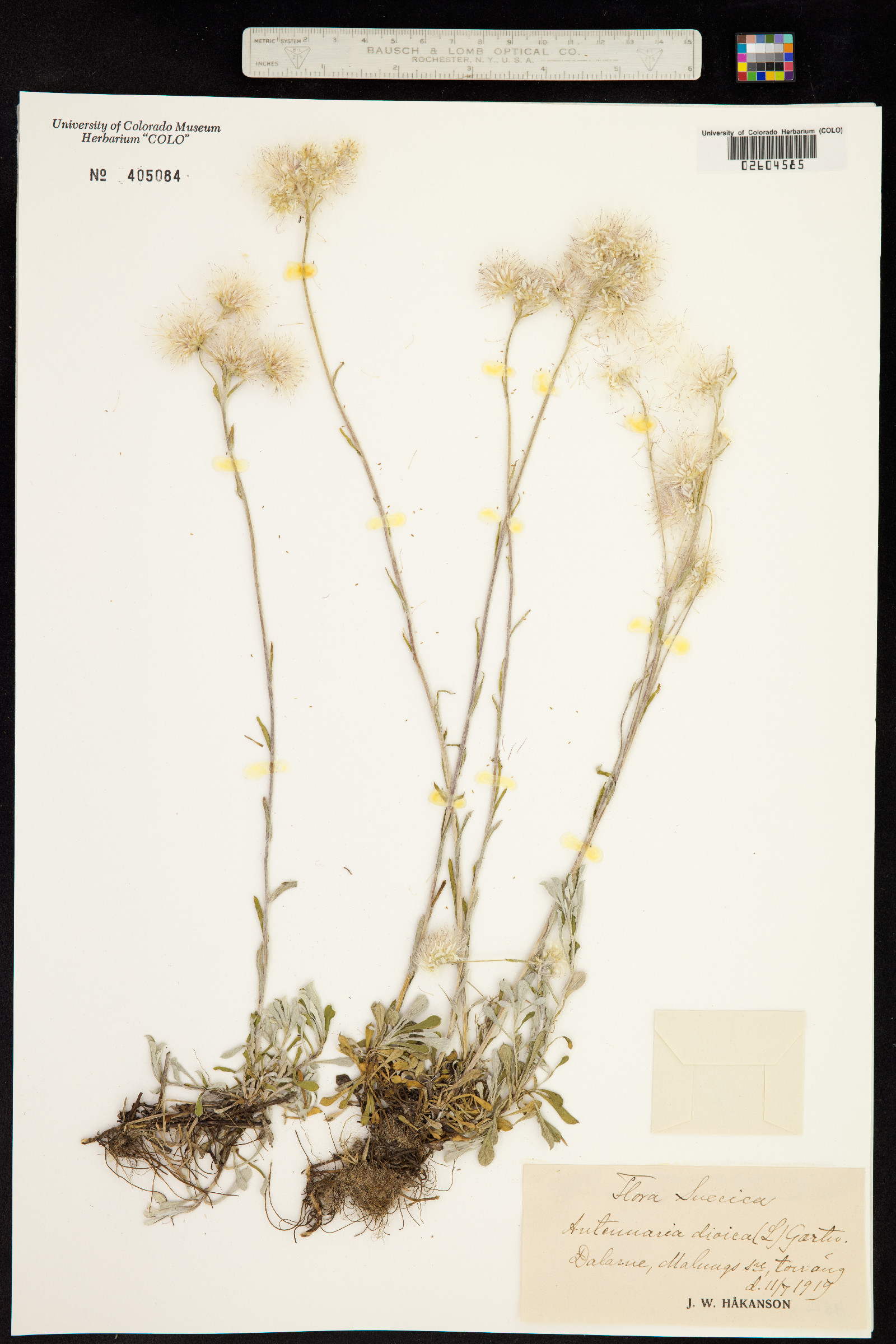 Antennaria dioica image