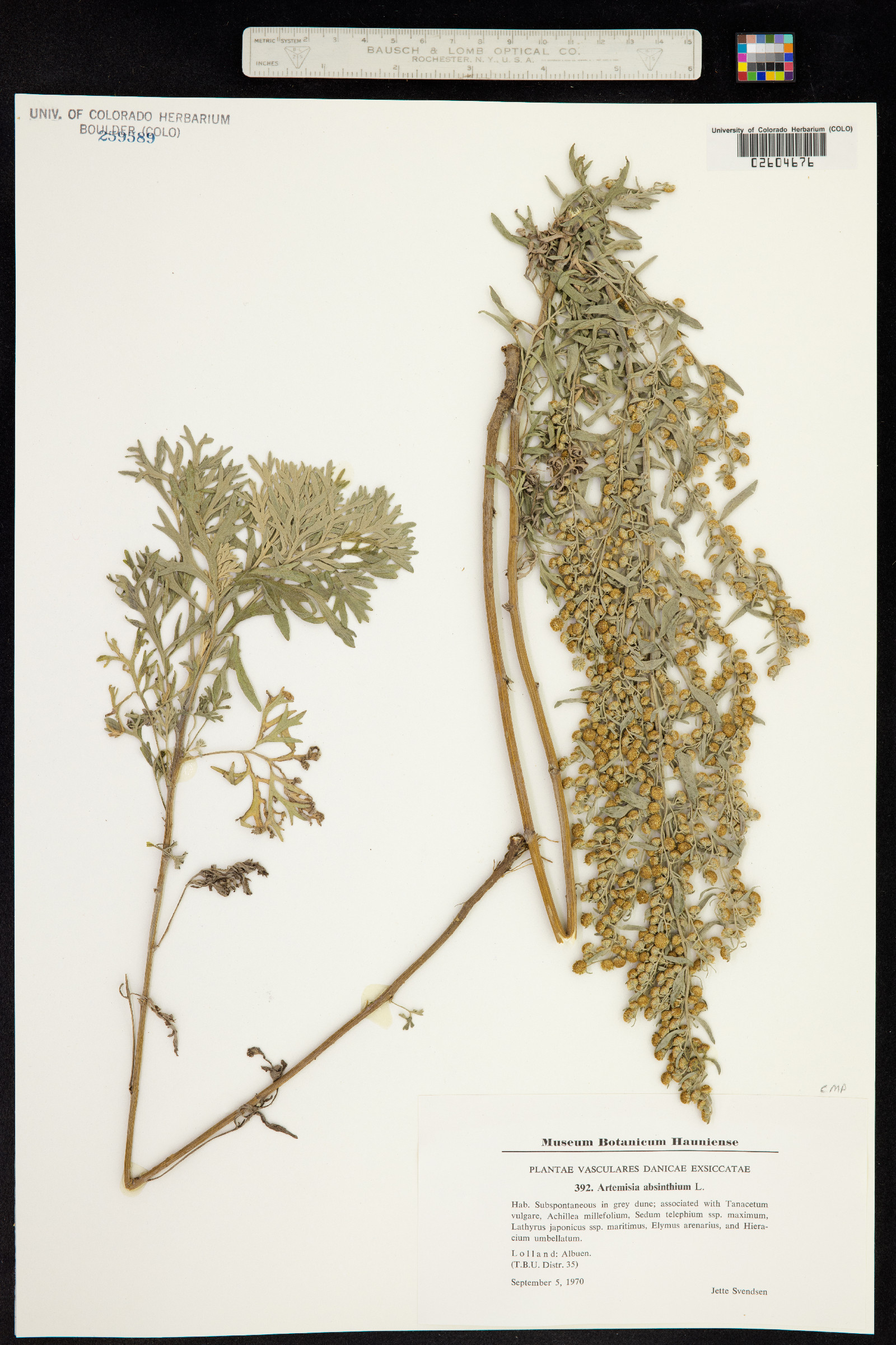 Artemisia absinthium image