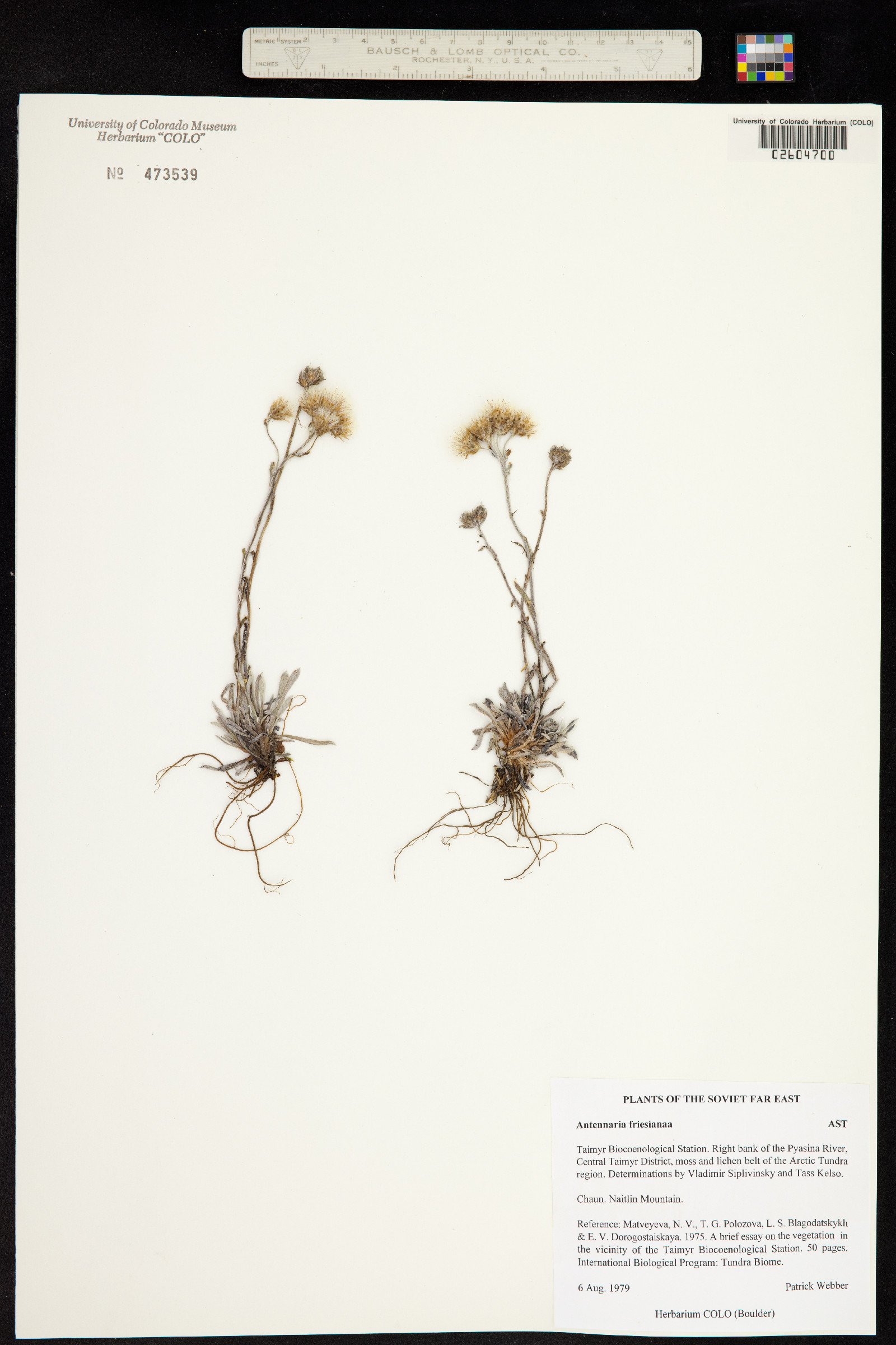 Antennaria friesiana image