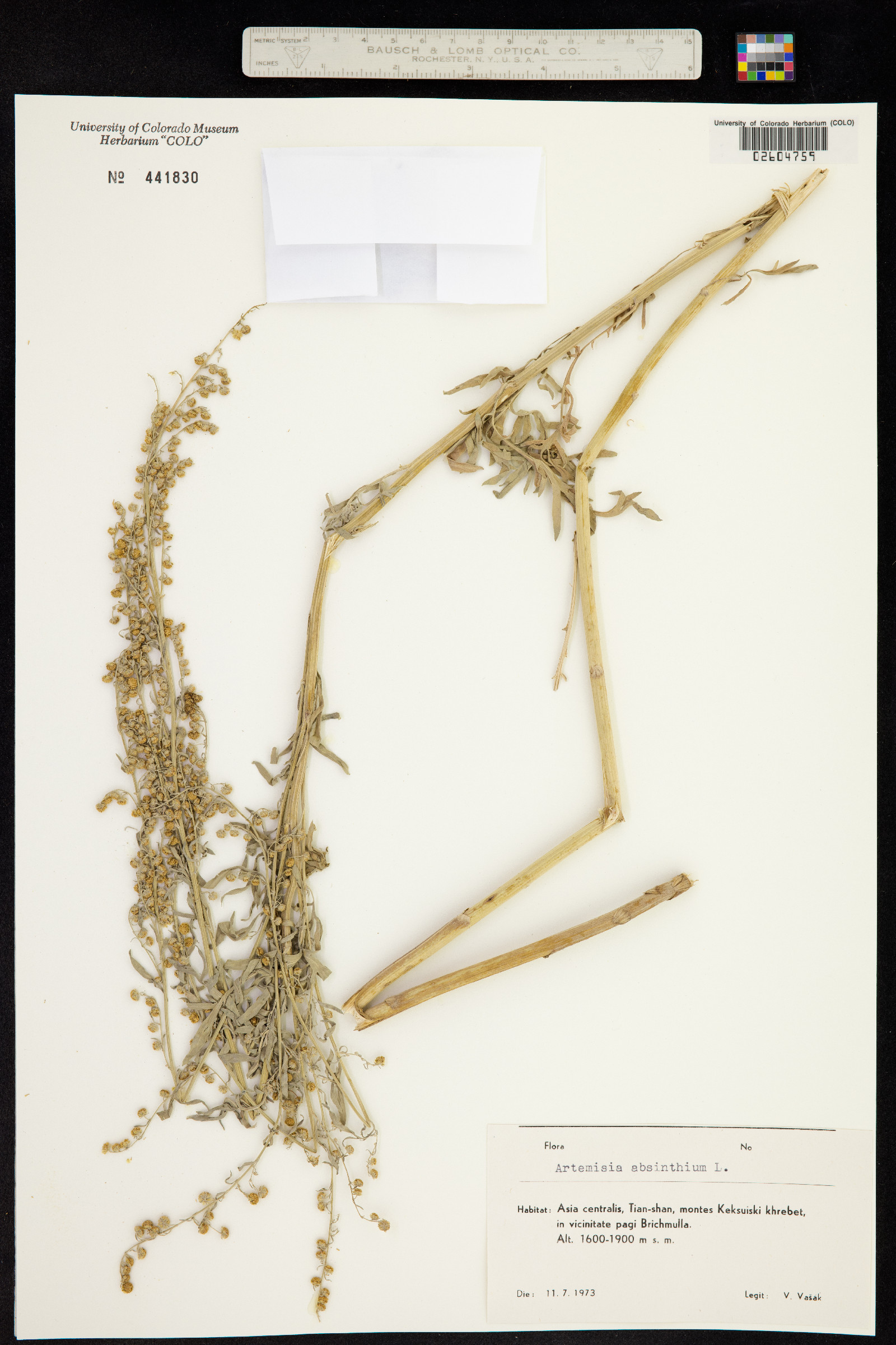 Artemisia absinthium image