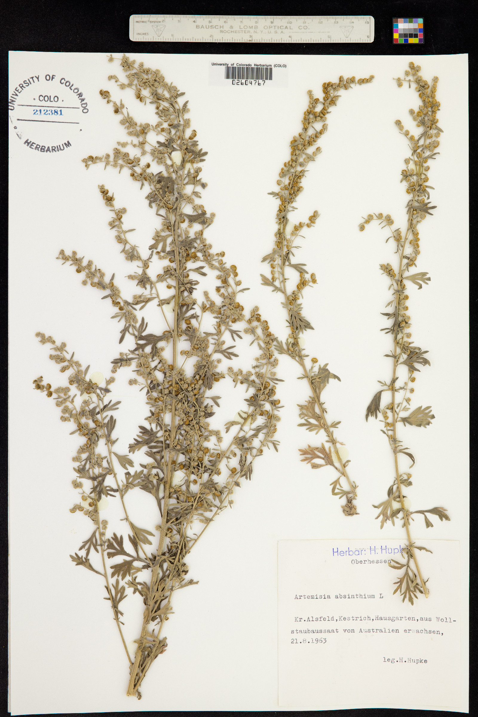 Artemisia absinthium image