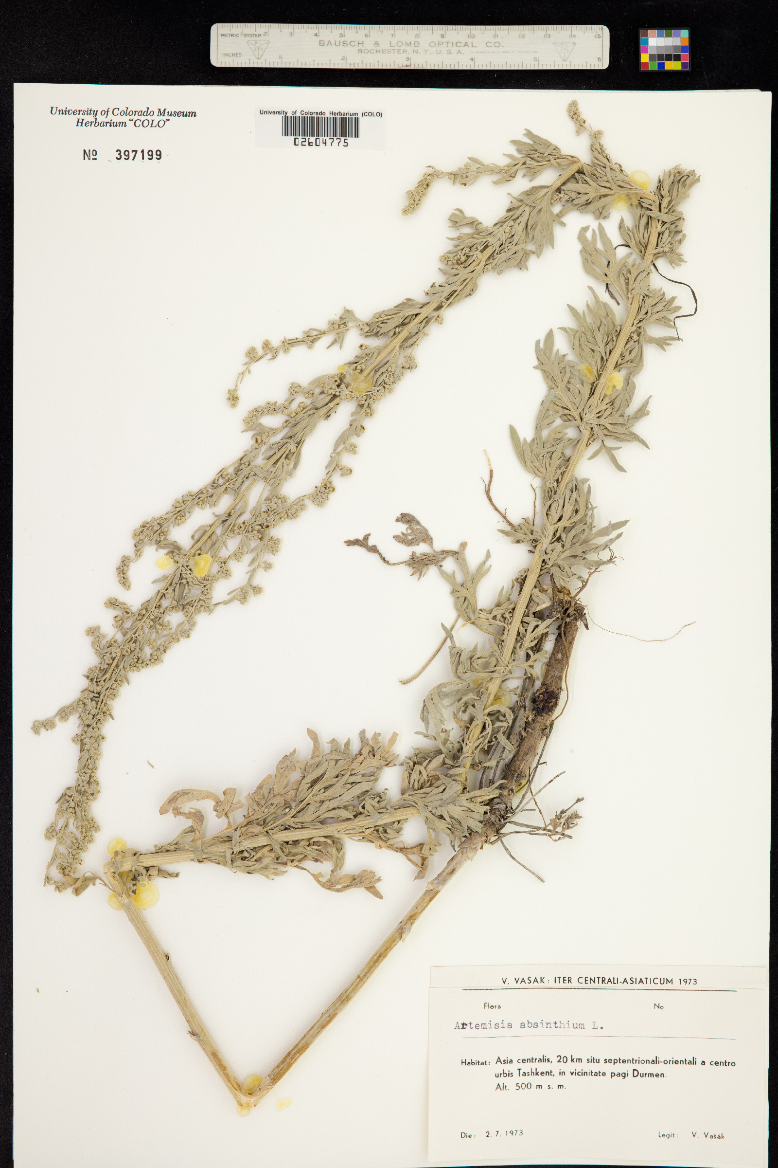 Artemisia absinthium image