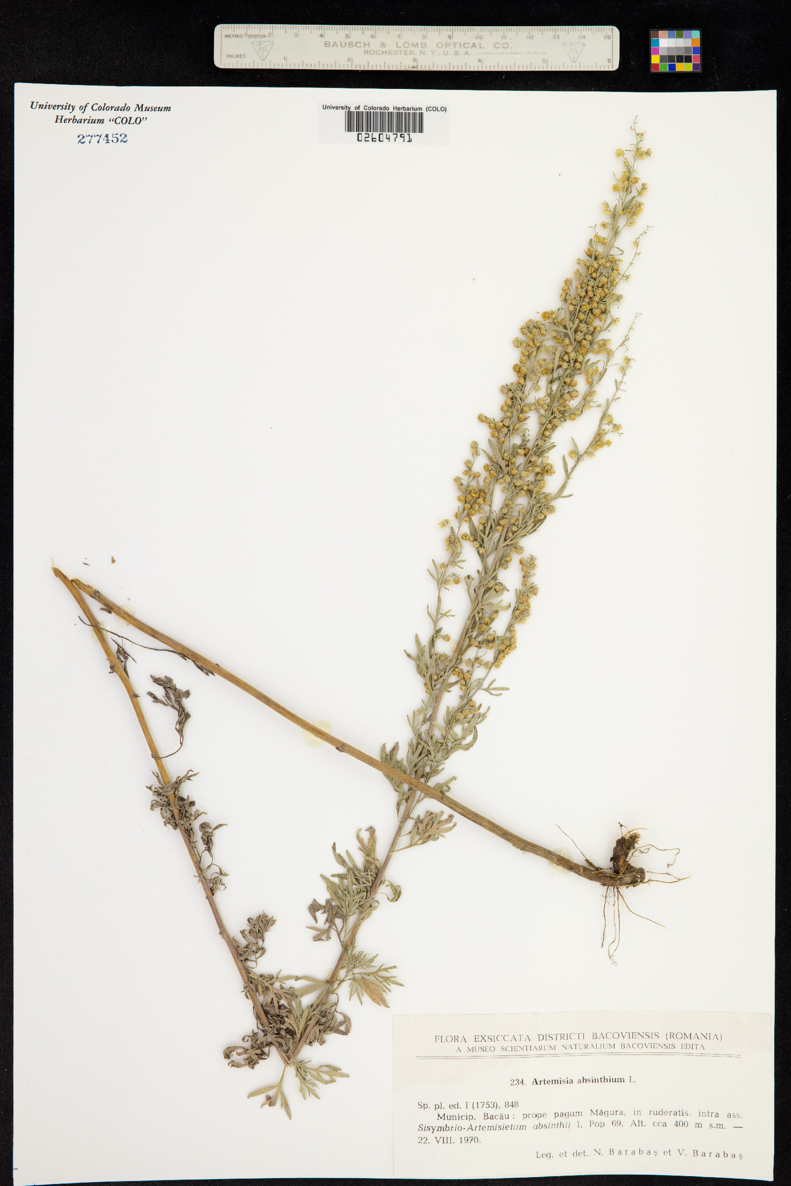 Artemisia absinthium image