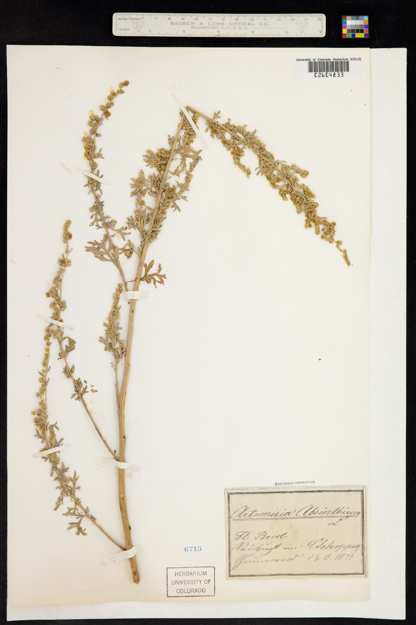 Artemisia absinthium image