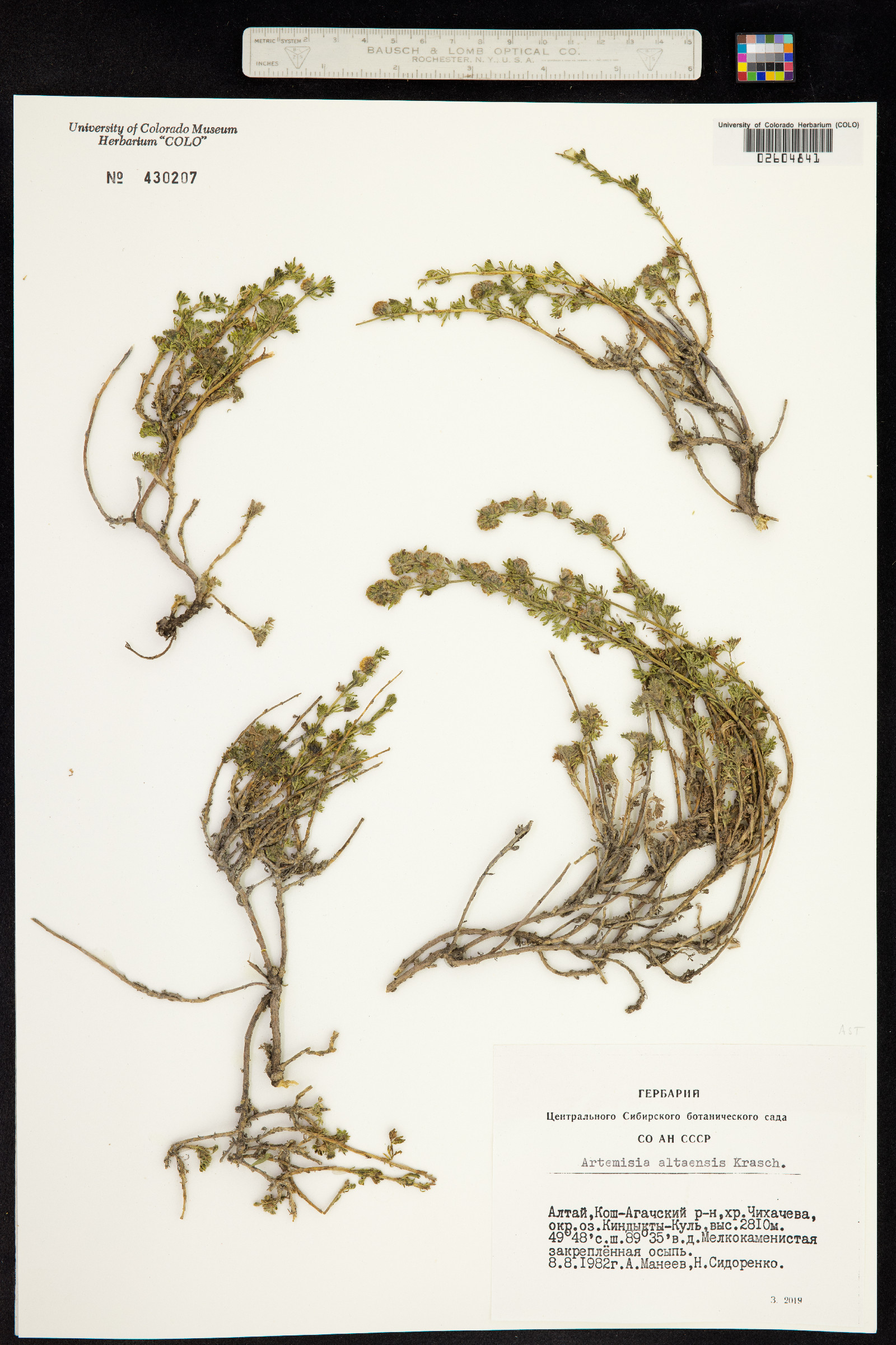 Artemisia obtusiloba subsp. altaiensis image