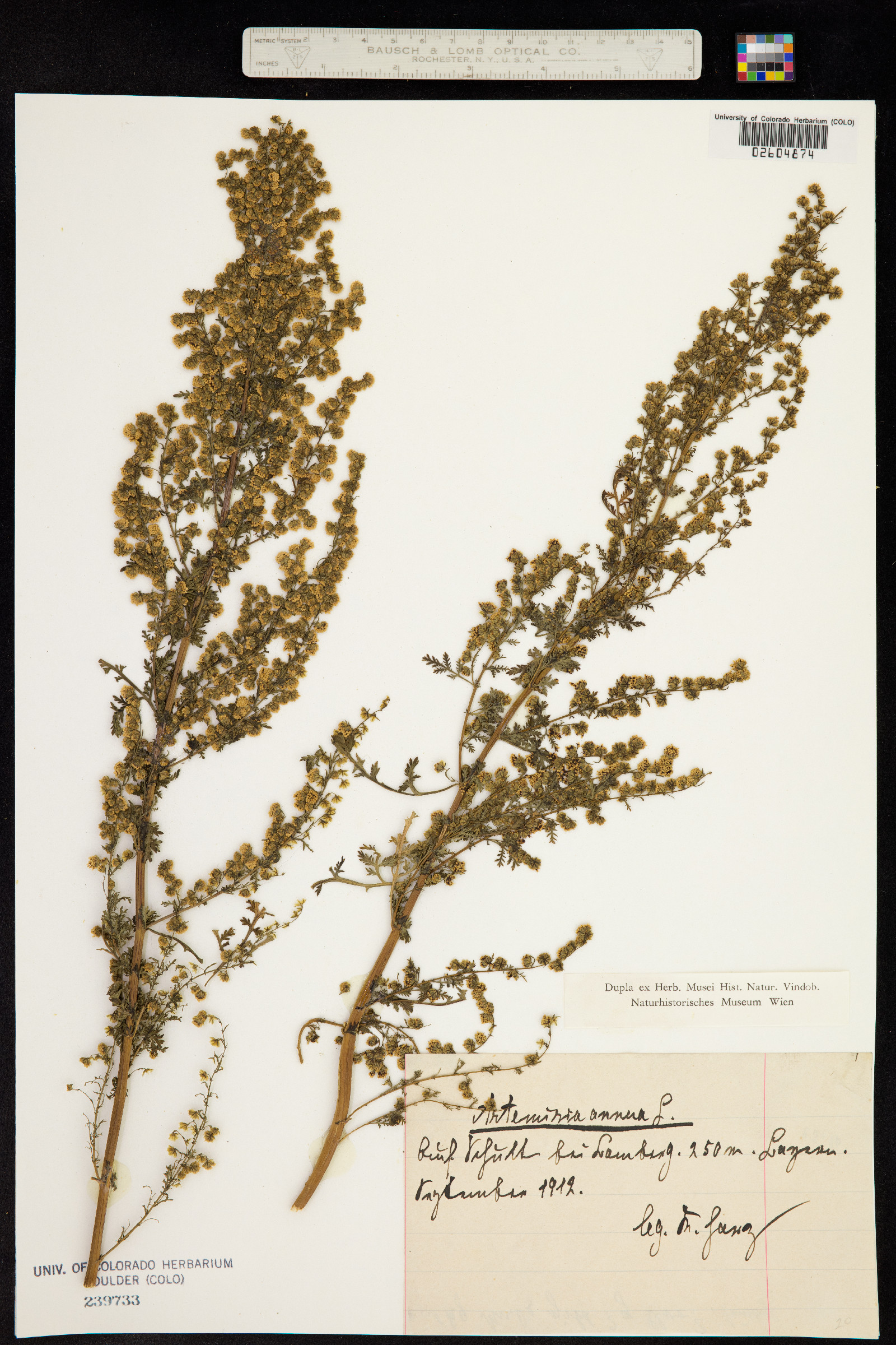 Artemisia annua image