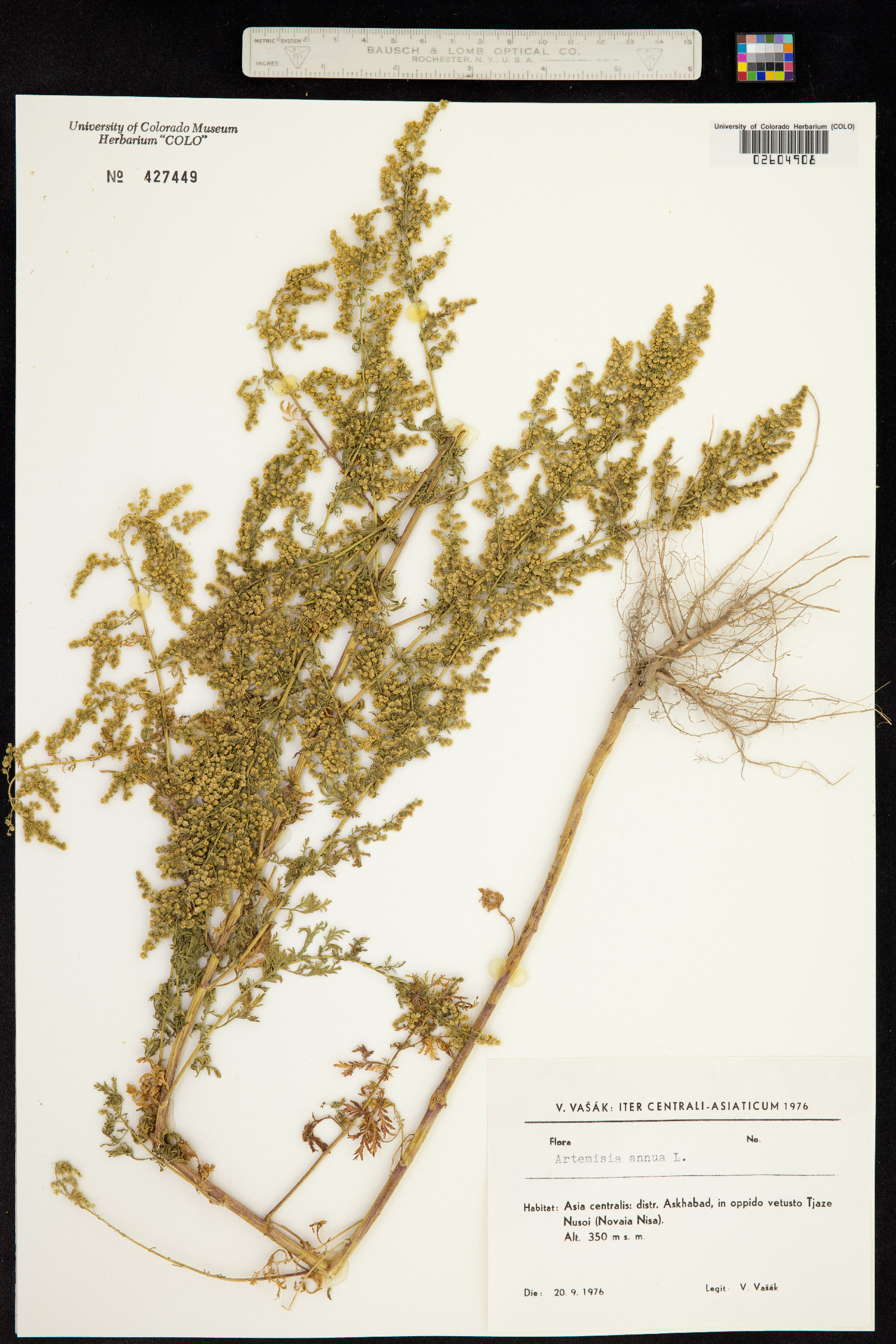 Artemisia annua image