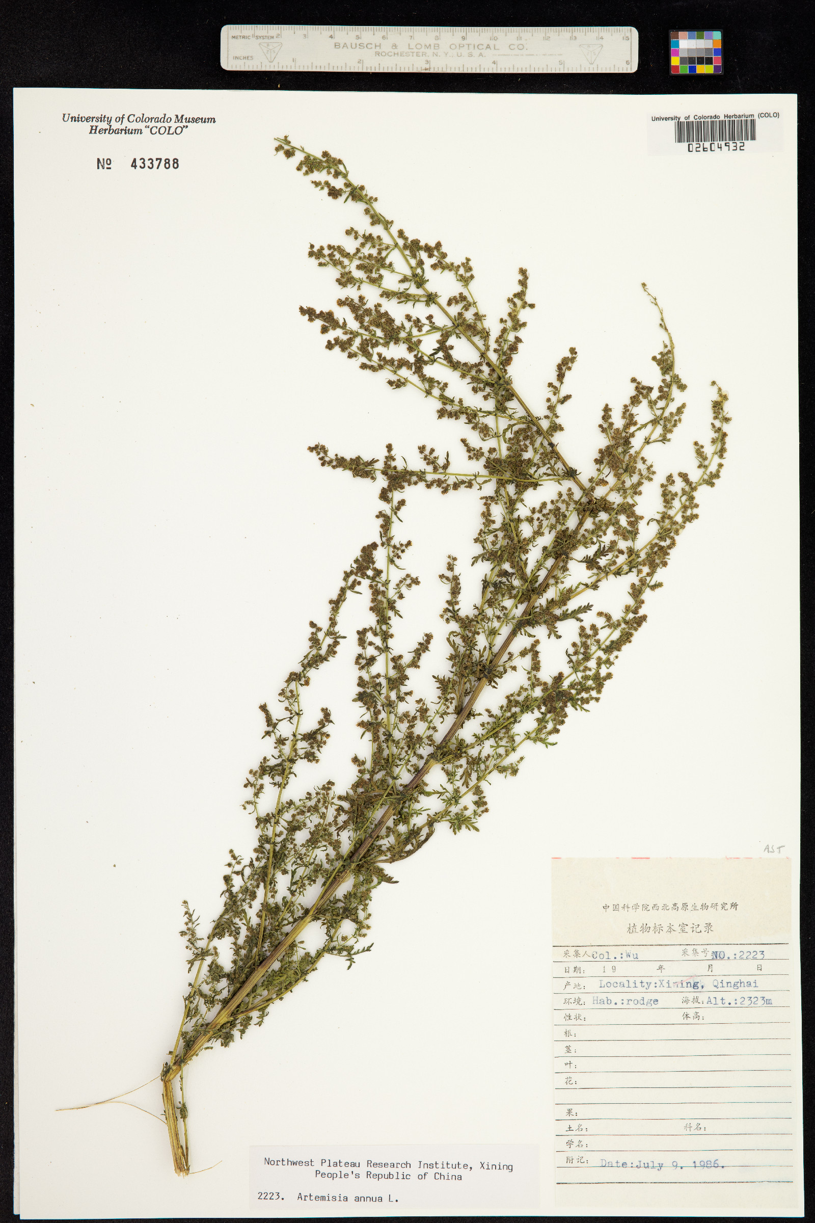 Artemisia annua image