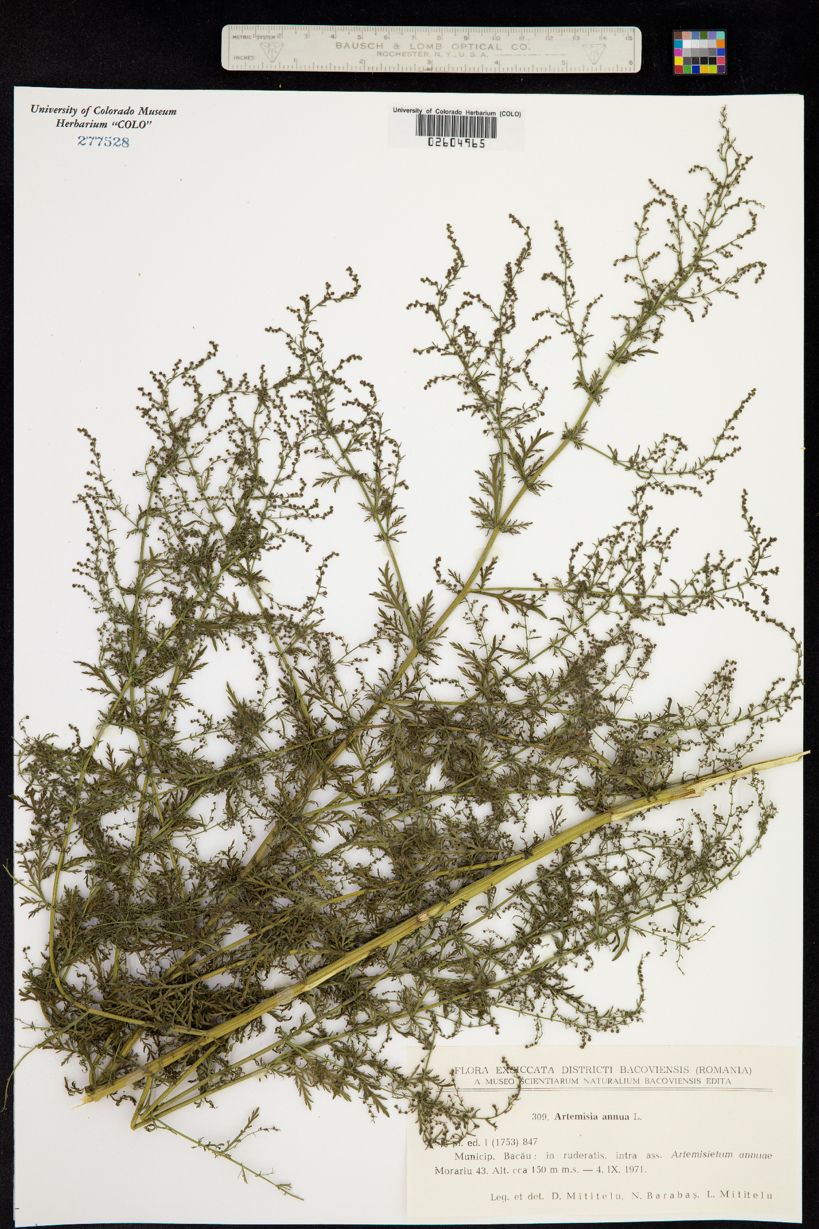 Artemisia annua image