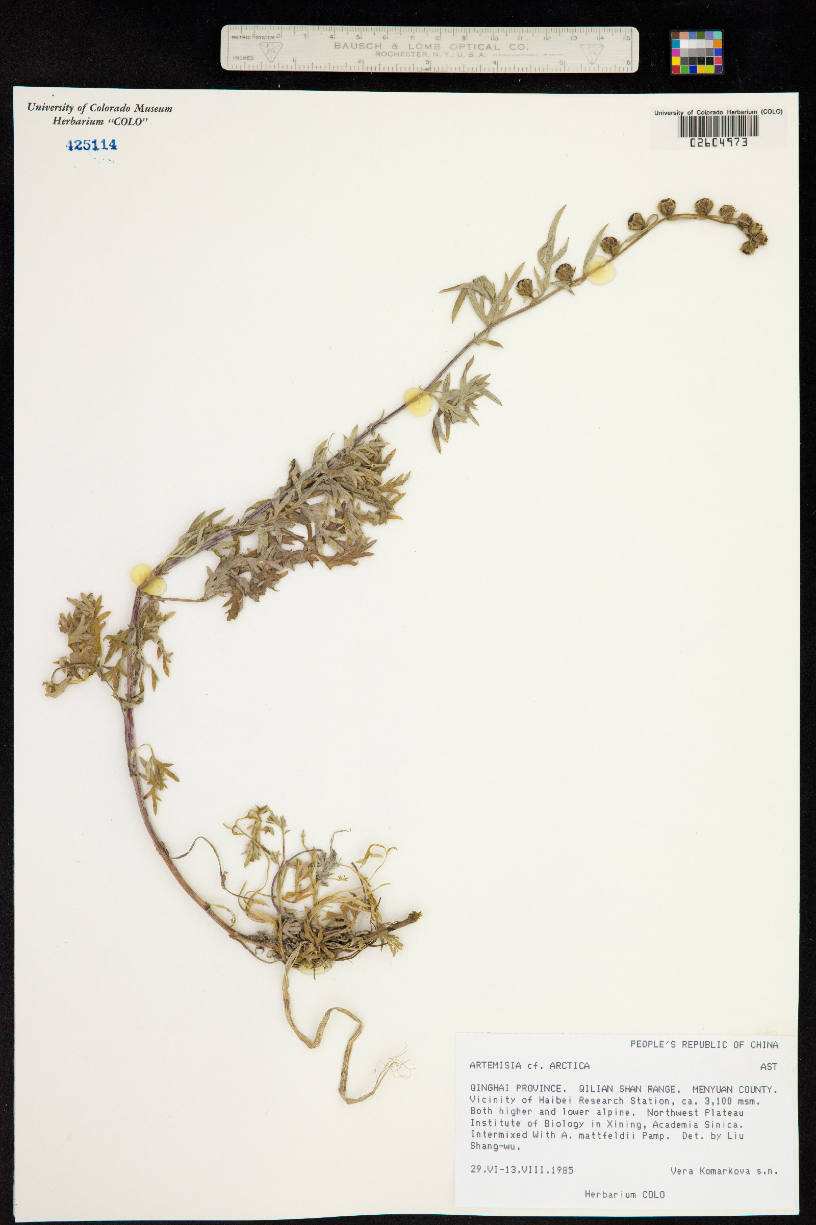 Artemisia arctica image