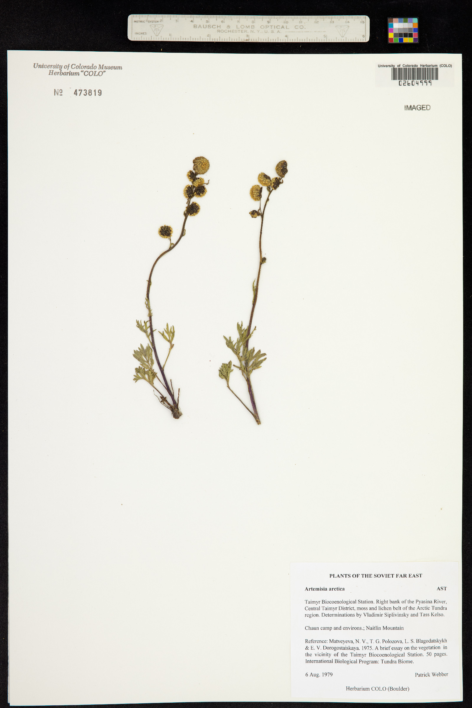Artemisia arctica image