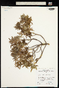 Image of Artemisia australis