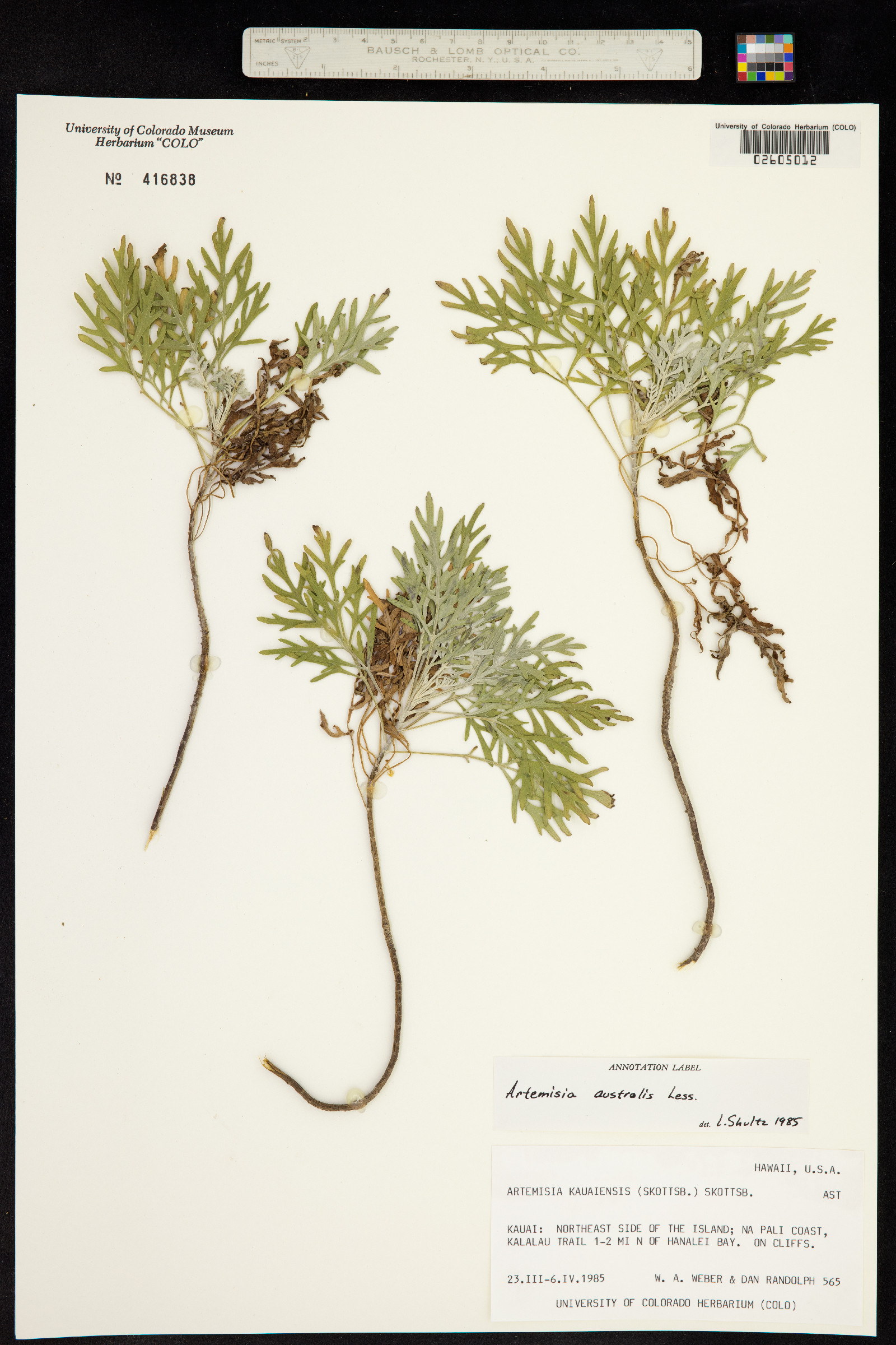 Artemisia australis image