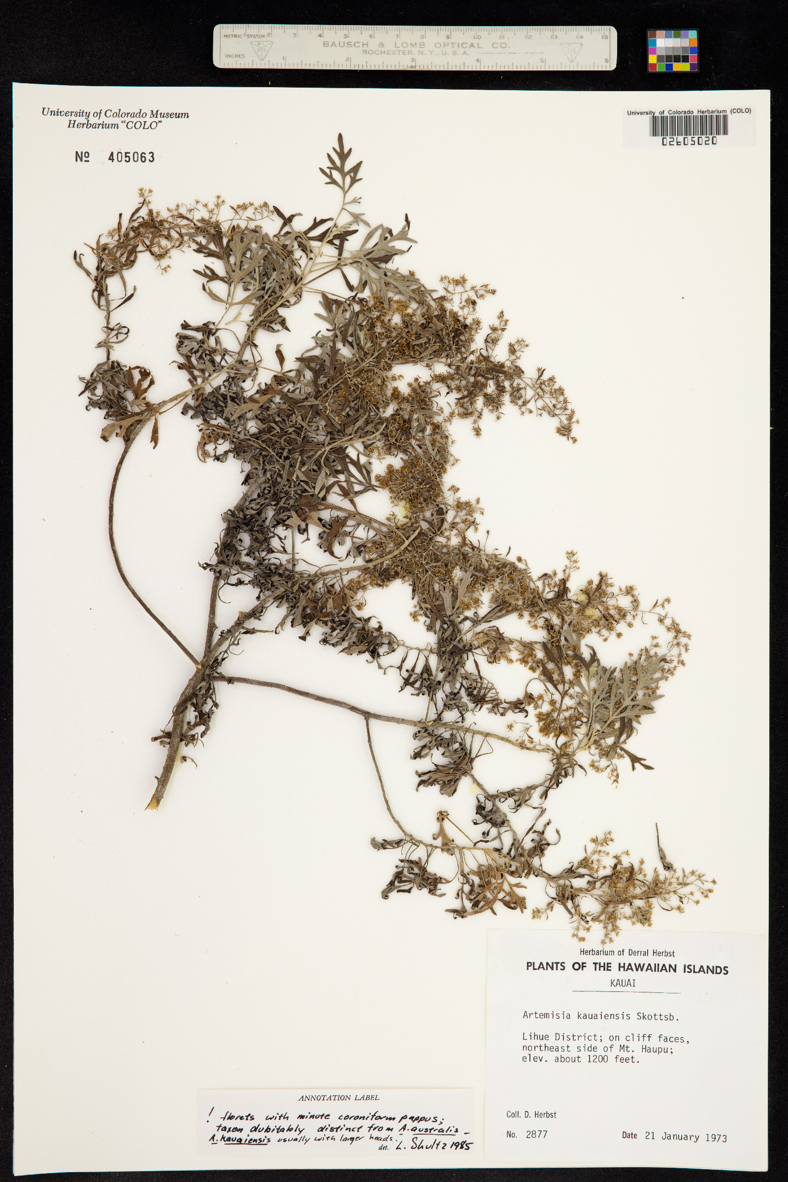 Artemisia australis image