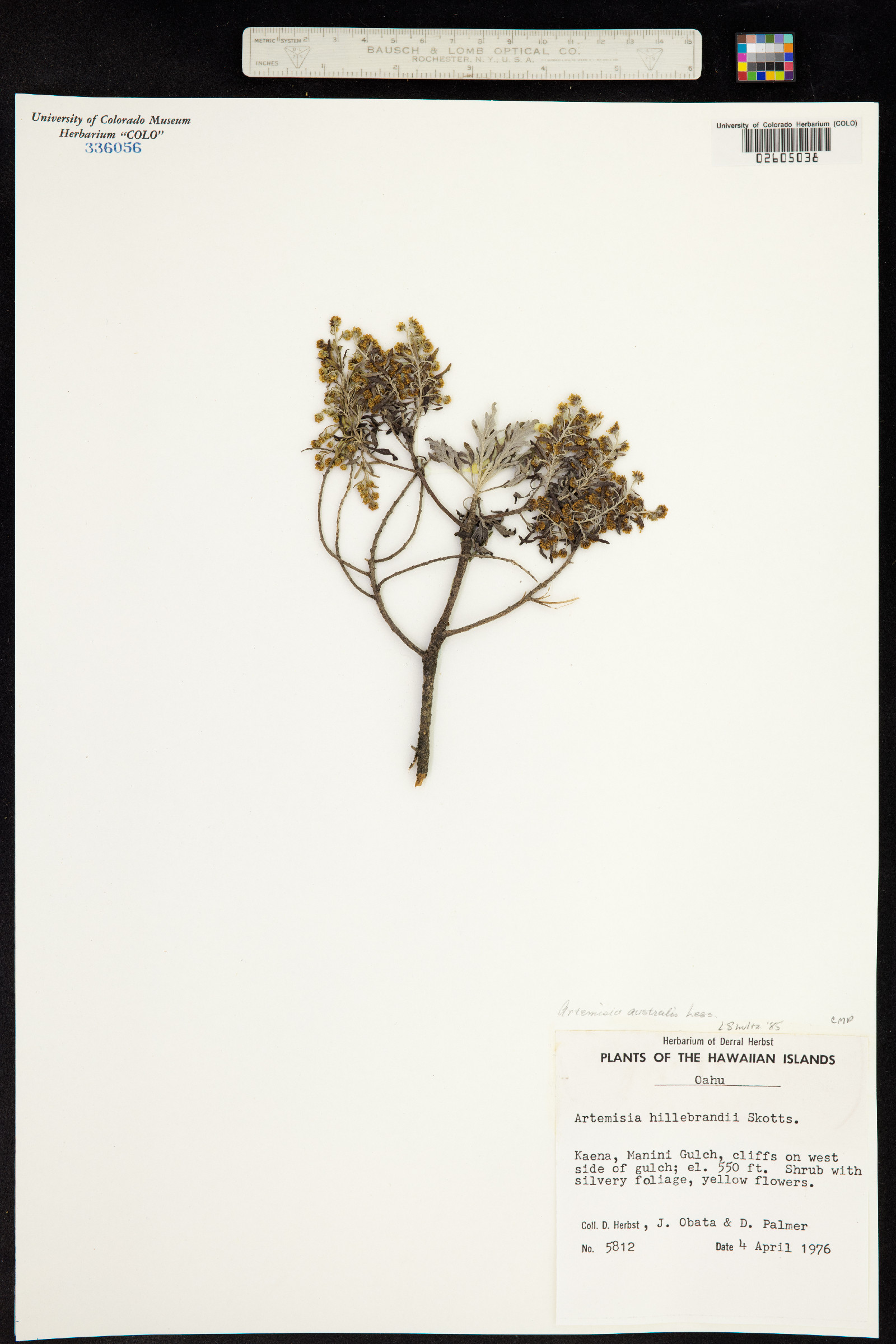 Artemisia australis image