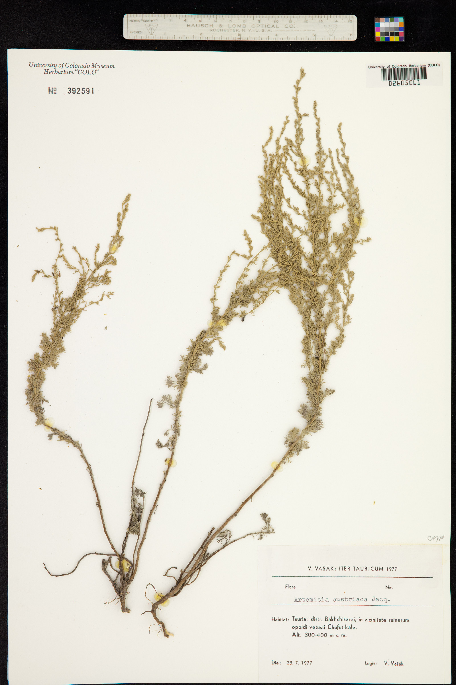 Artemisia austriaca image