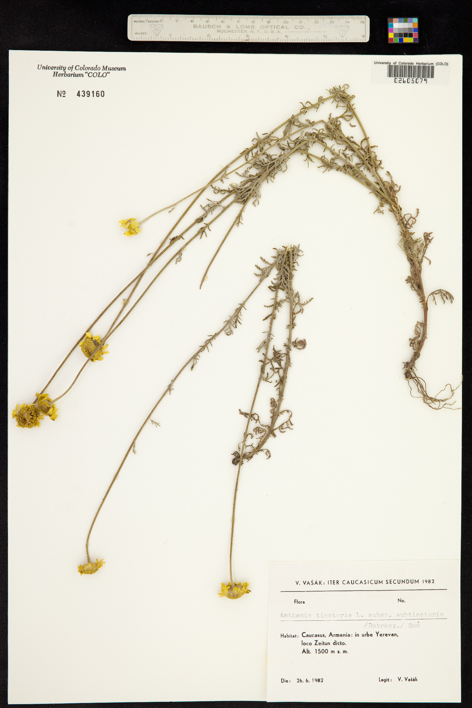 Cota tinctoria image