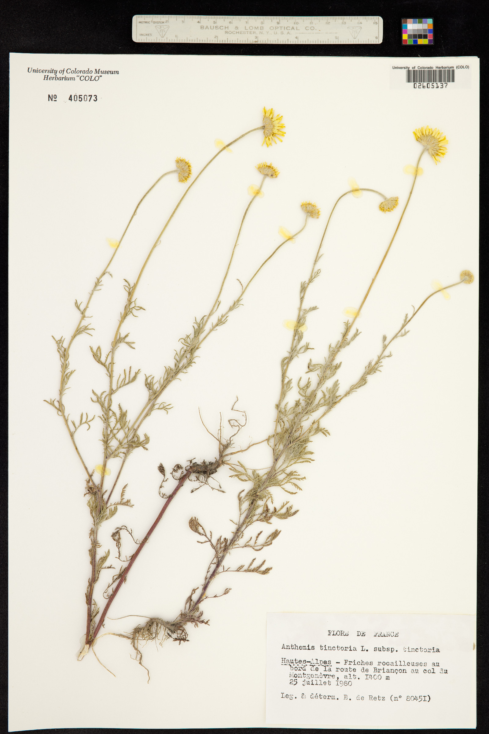 Anthemis tinctoria image