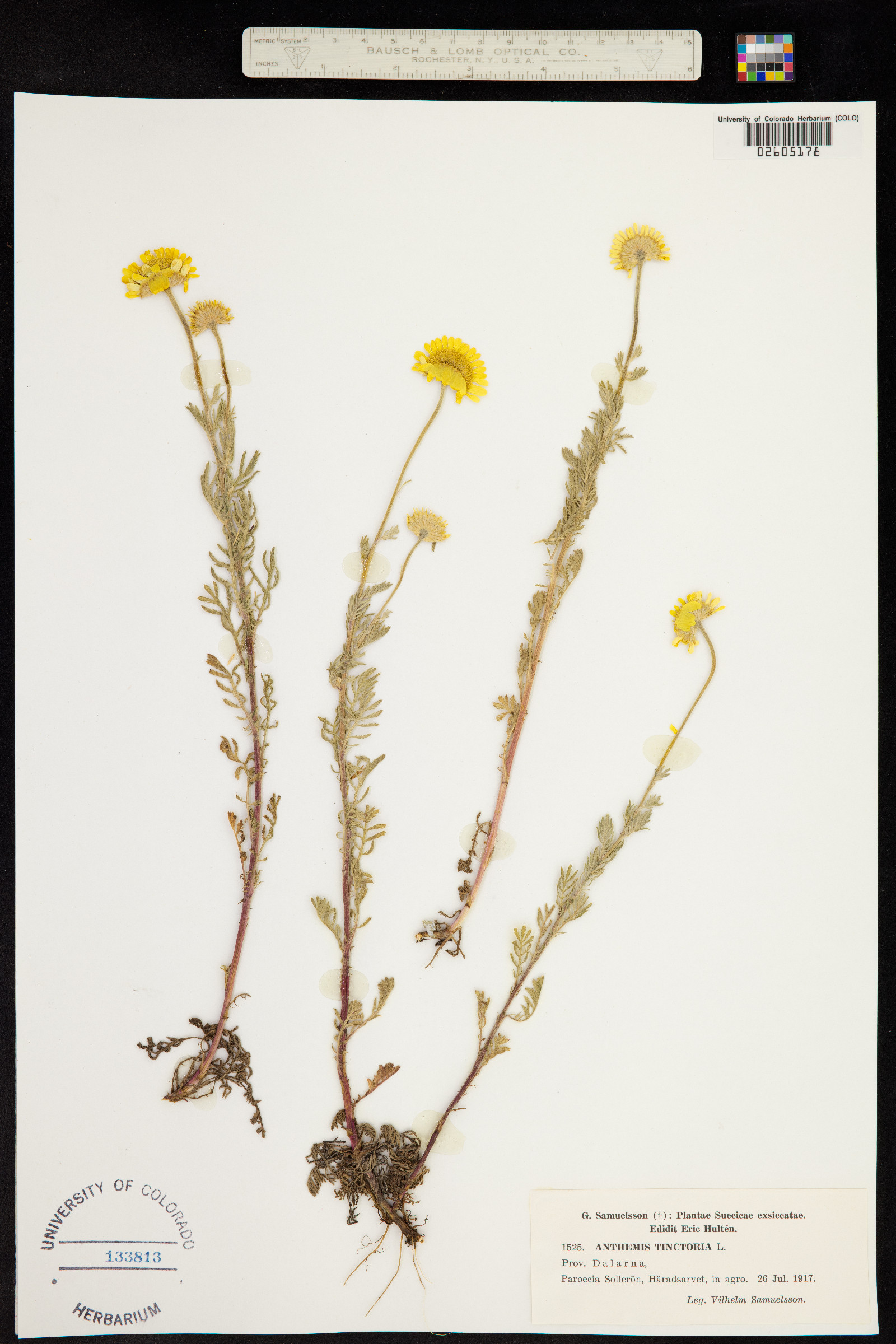 Anthemis image