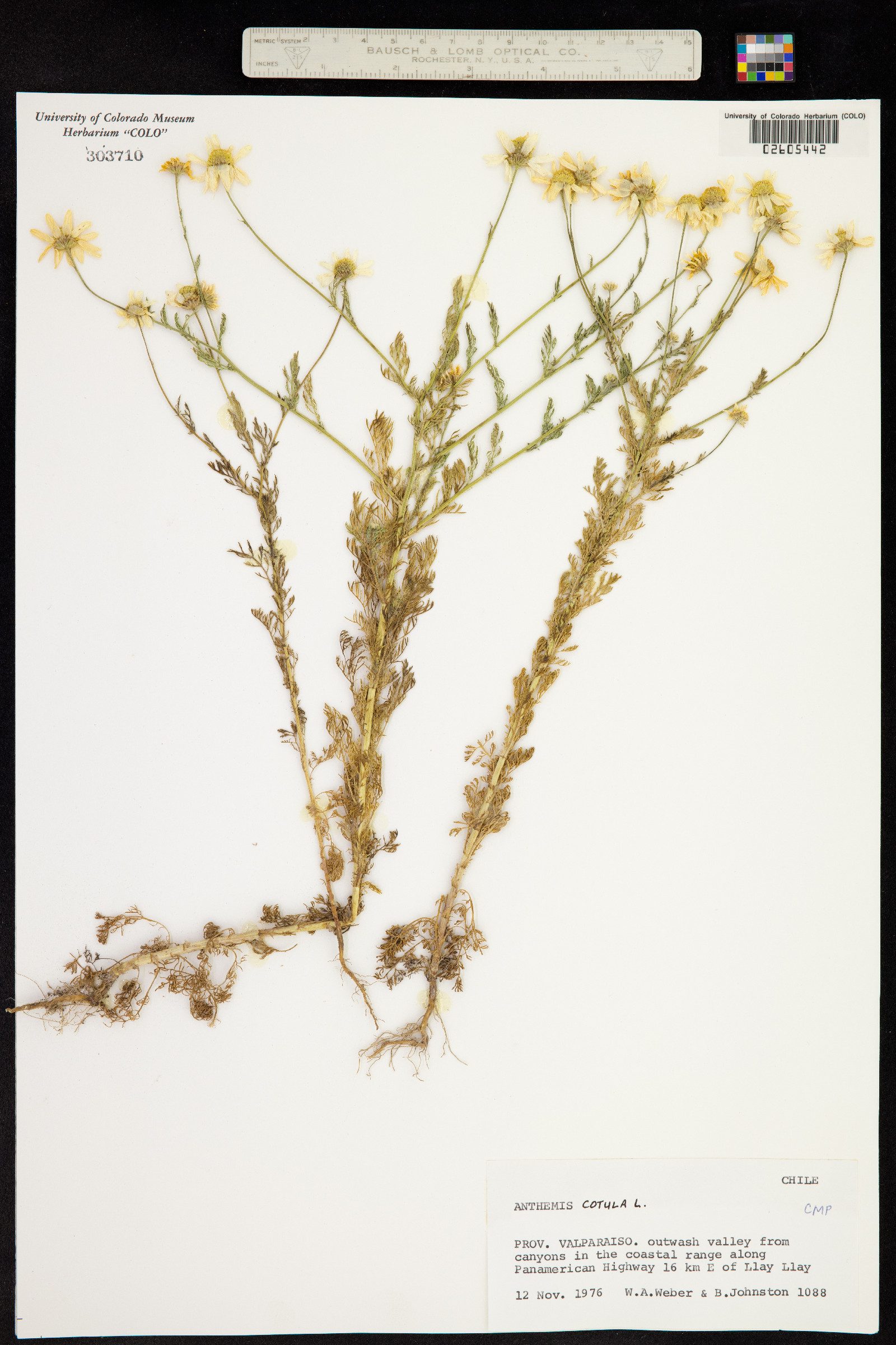 Anthemis cotula image