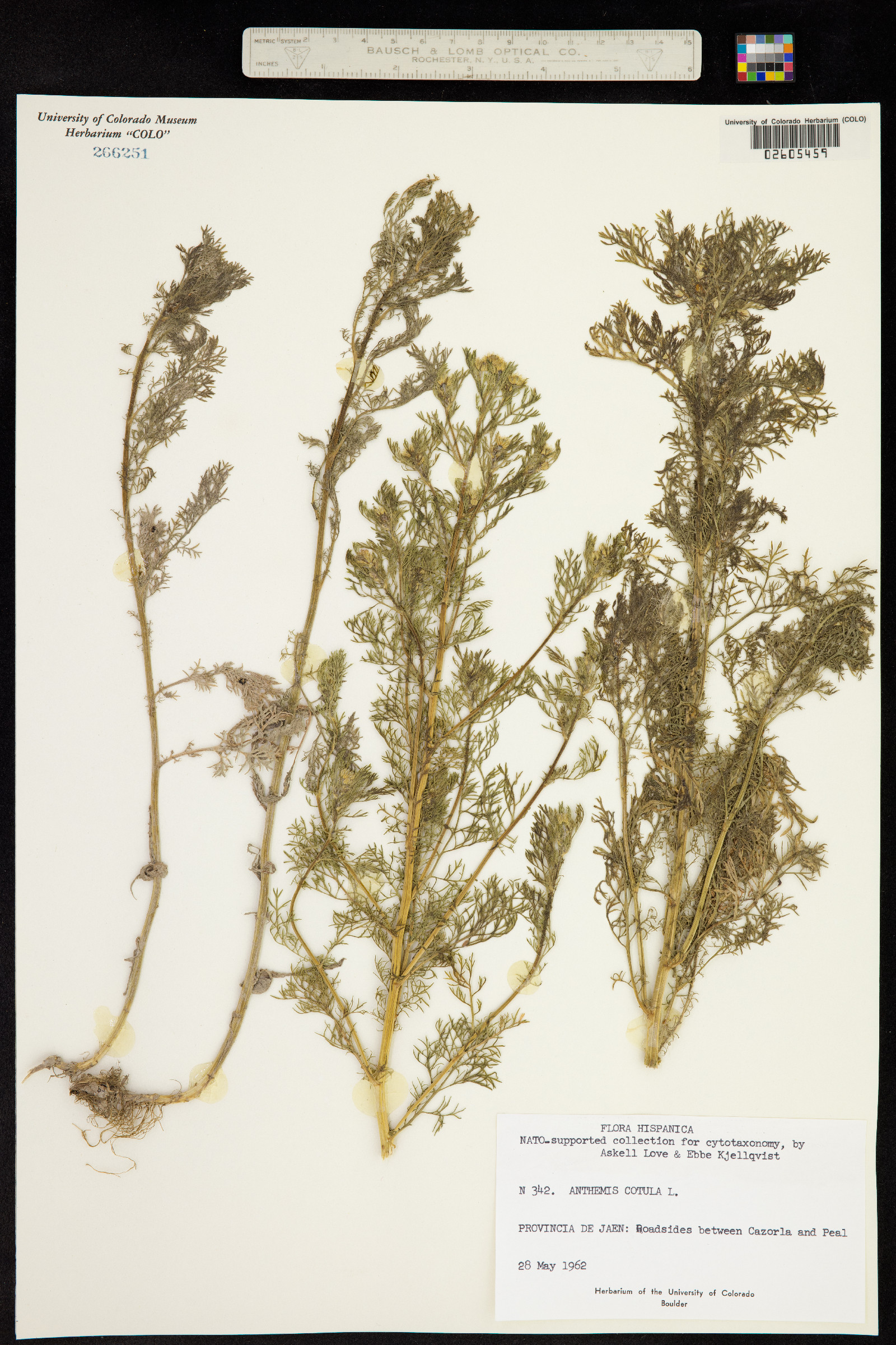 Anthemis cotula image