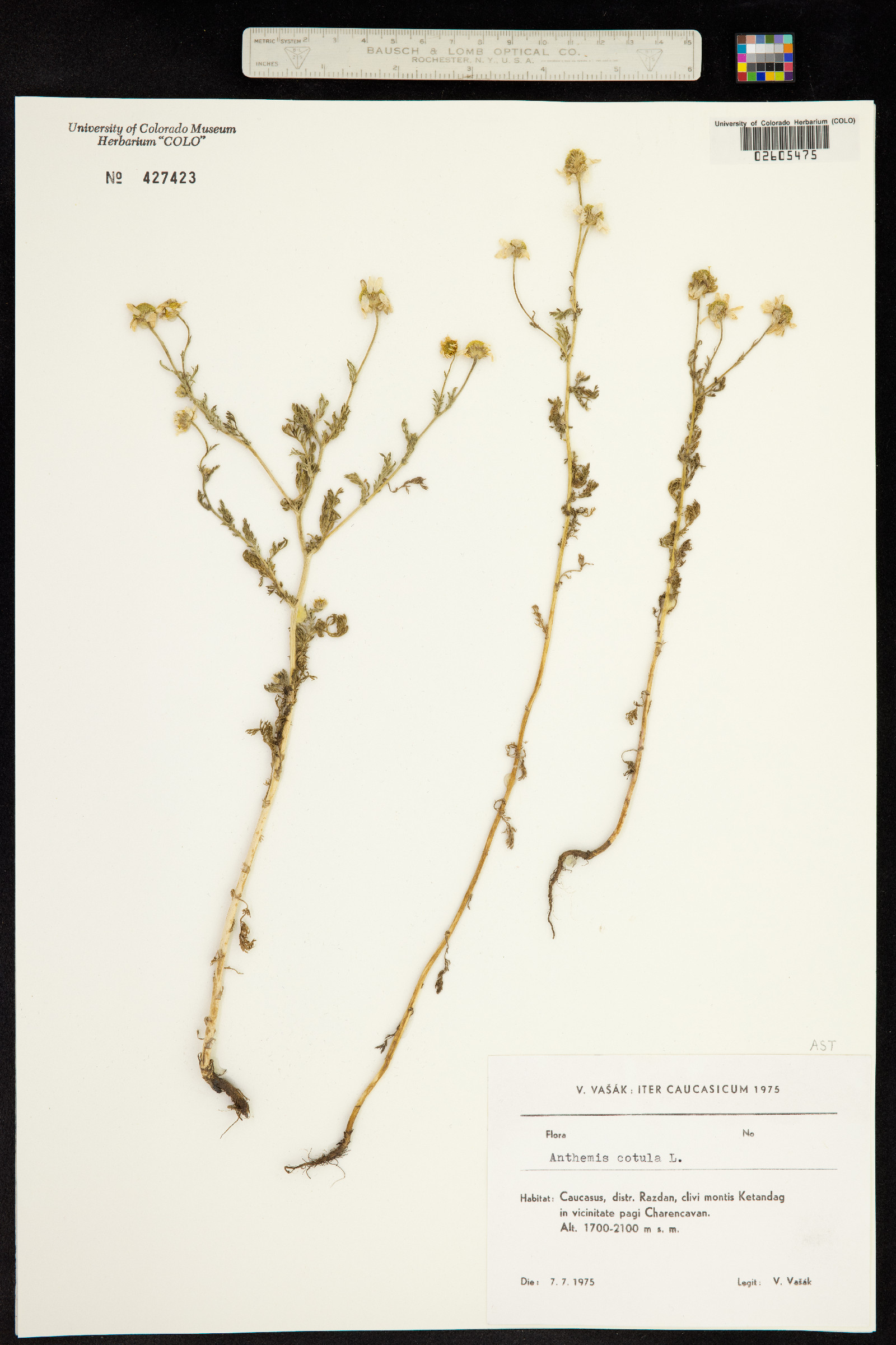 Anthemis cotula image