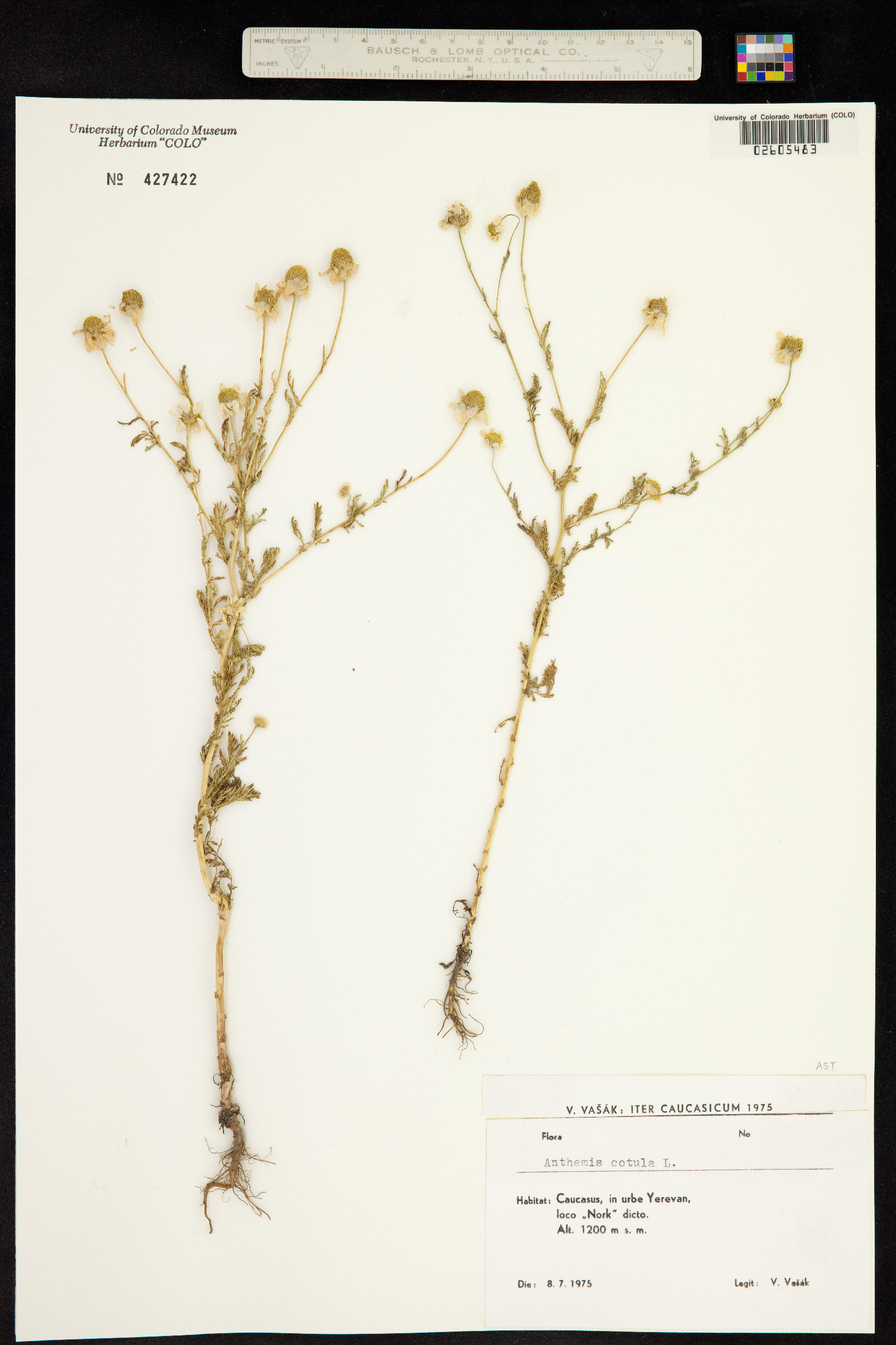 Anthemis cotula image