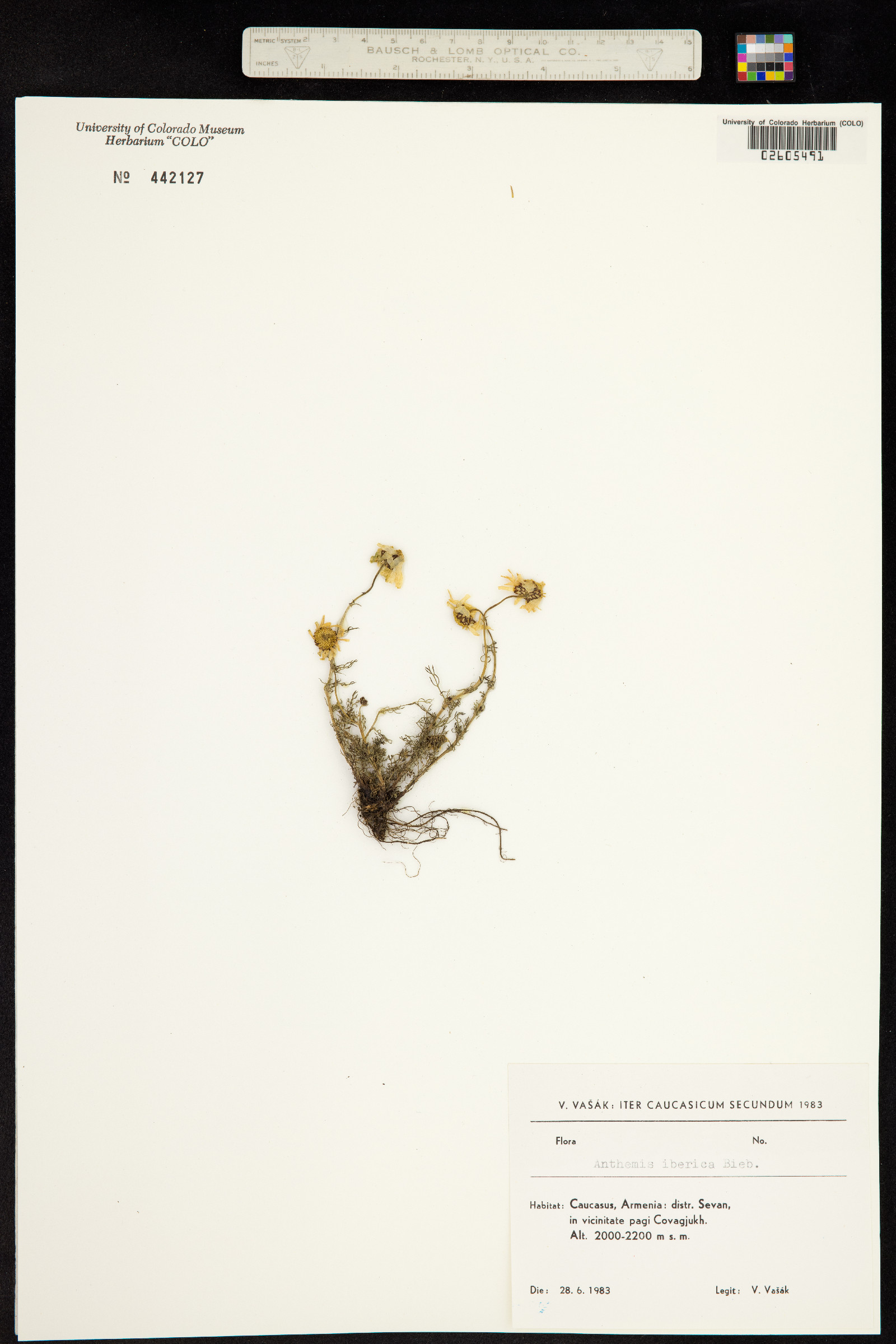 Anthemis cretica image