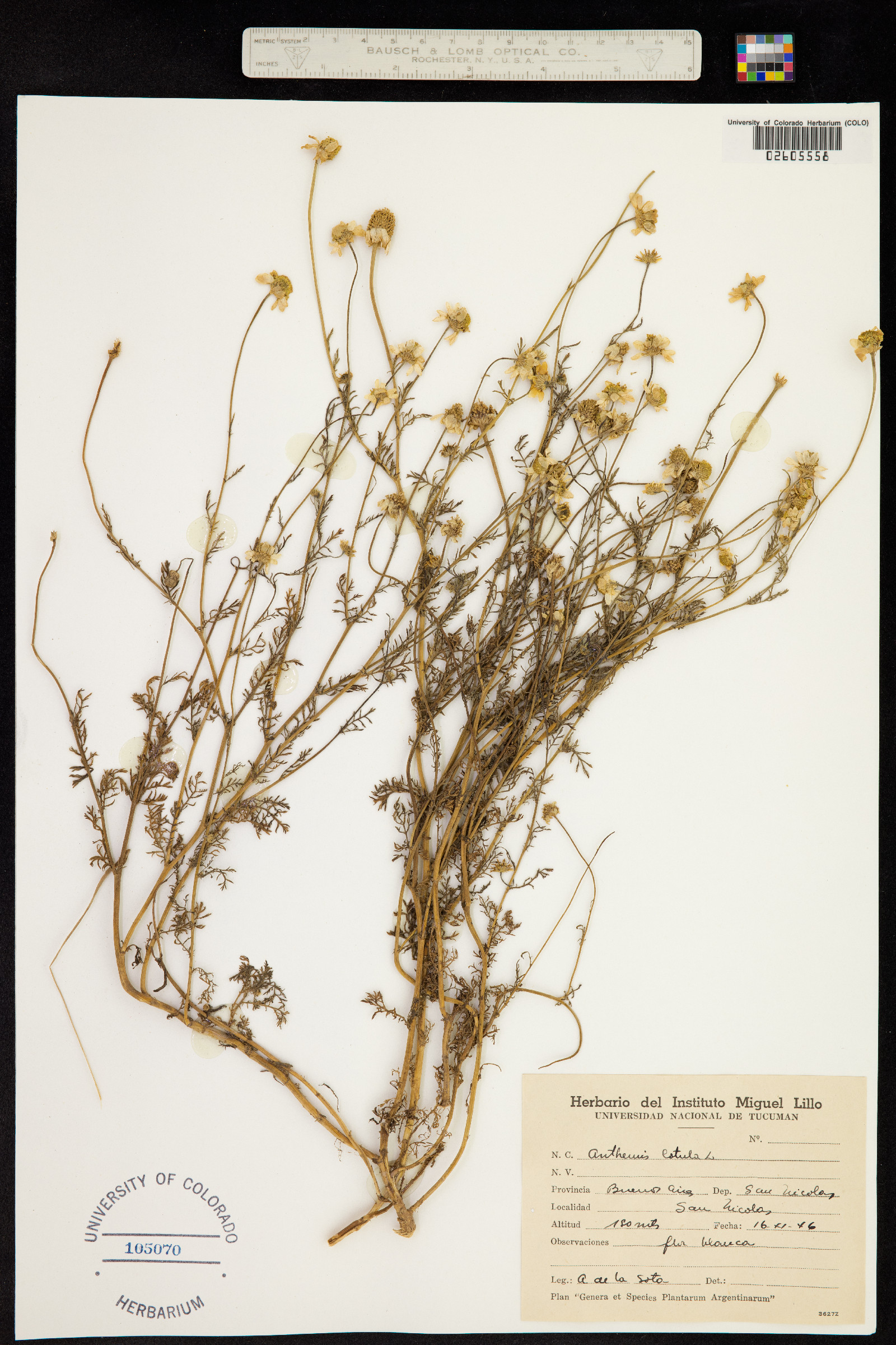 Anthemis cotula image