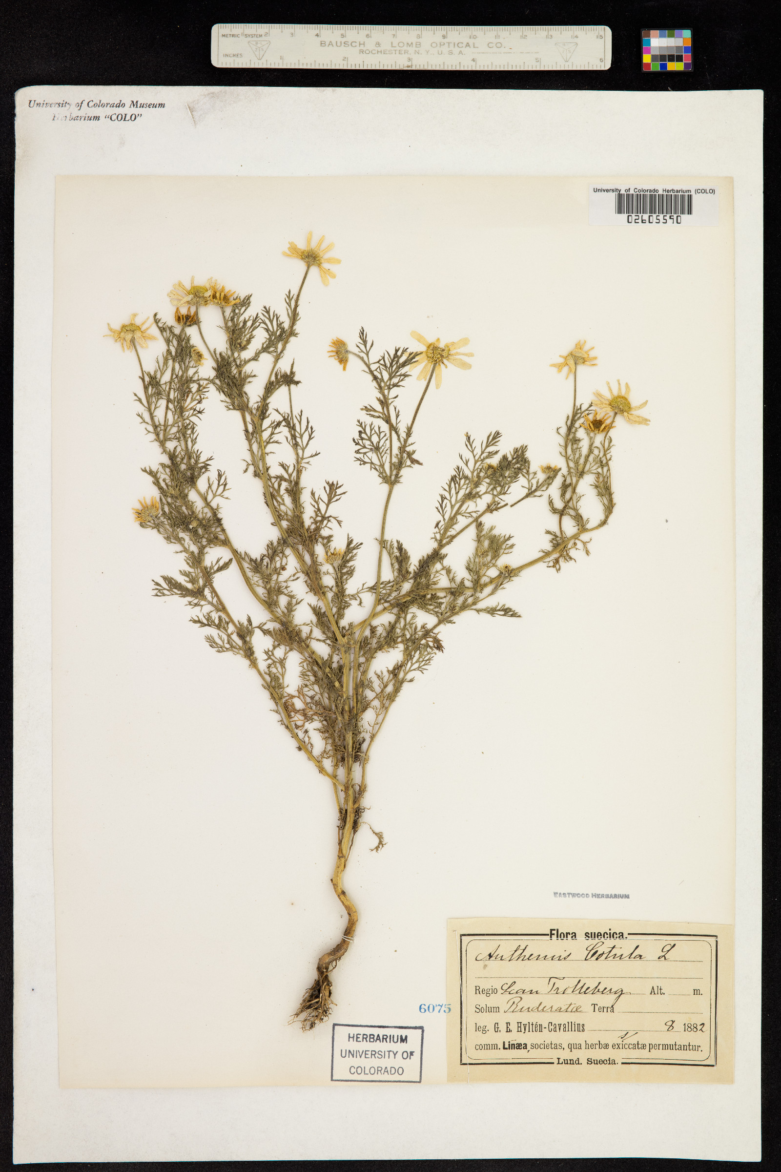 Anthemis cotula image