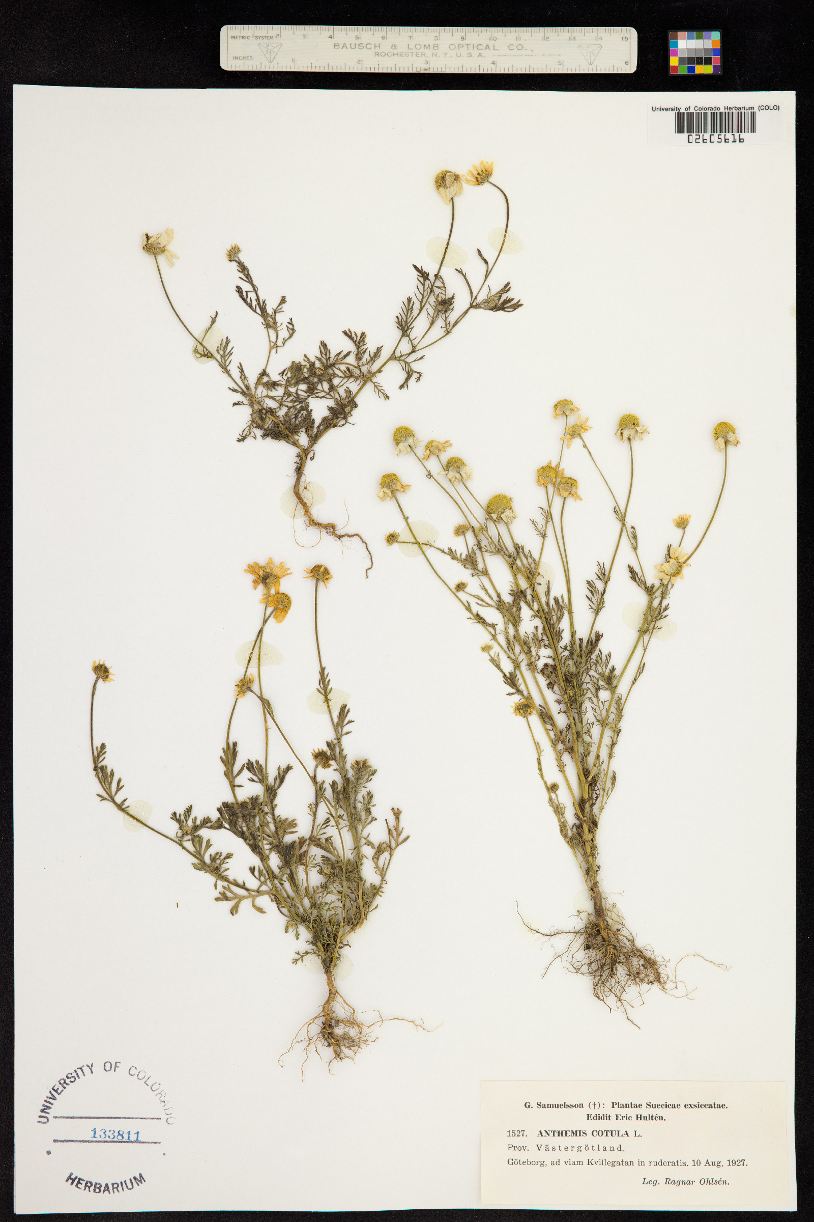 Anthemis cotula image