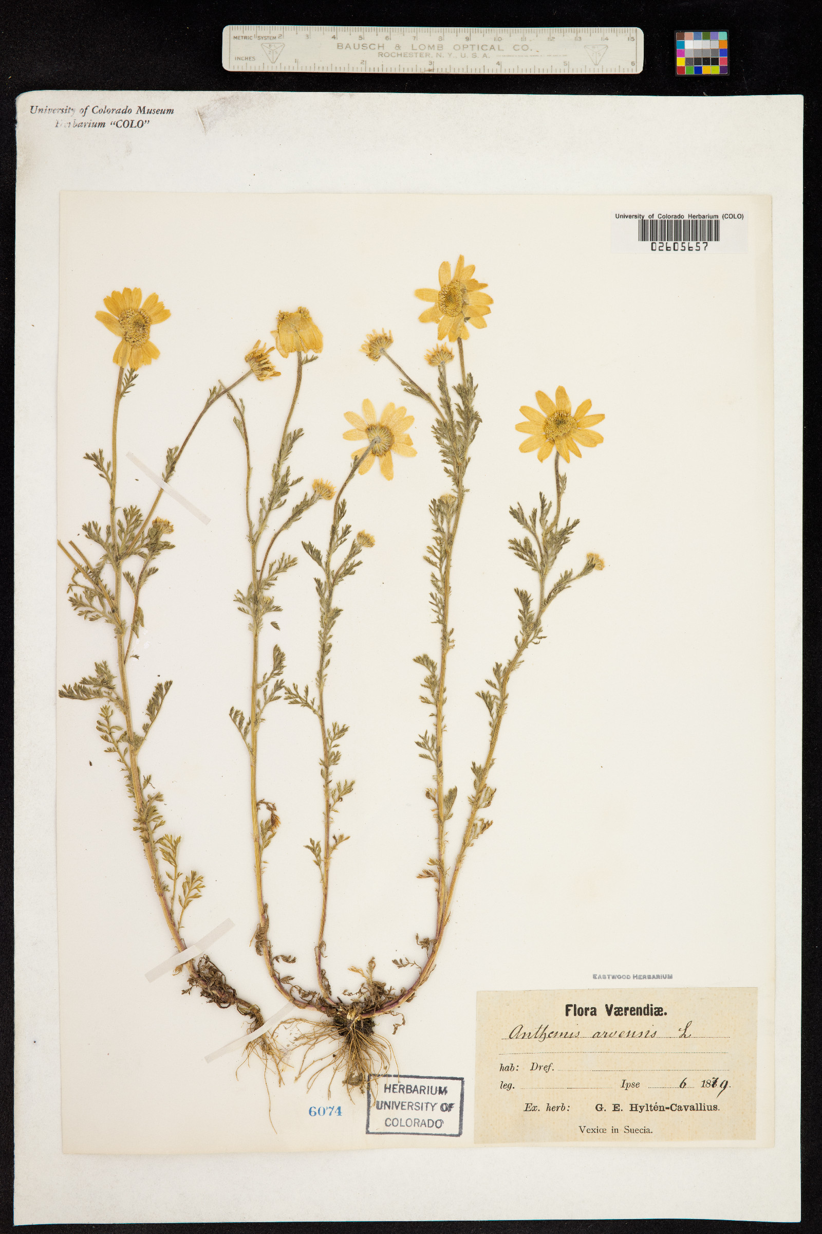 Anthemis arvensis image