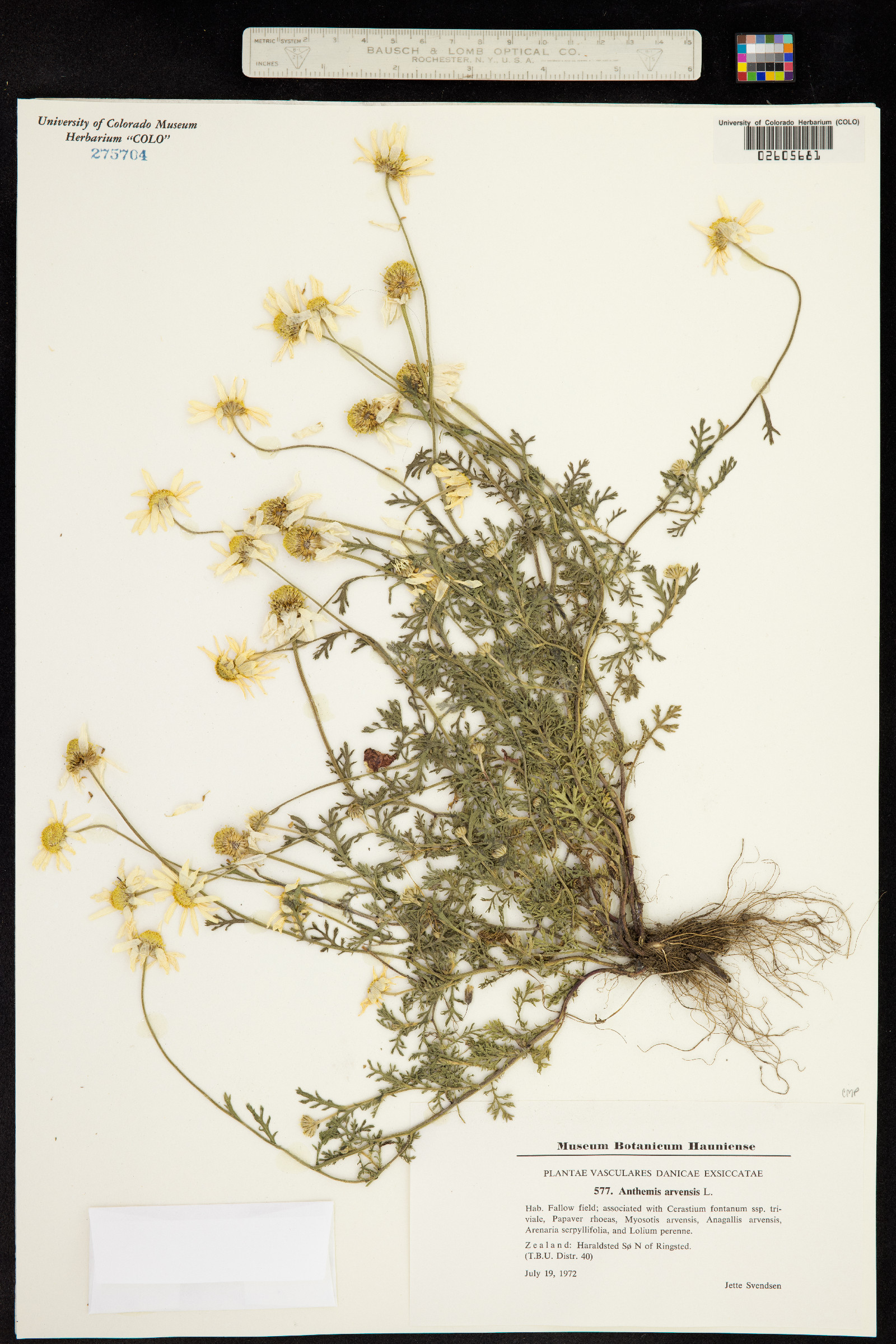 Anthemis arvensis image