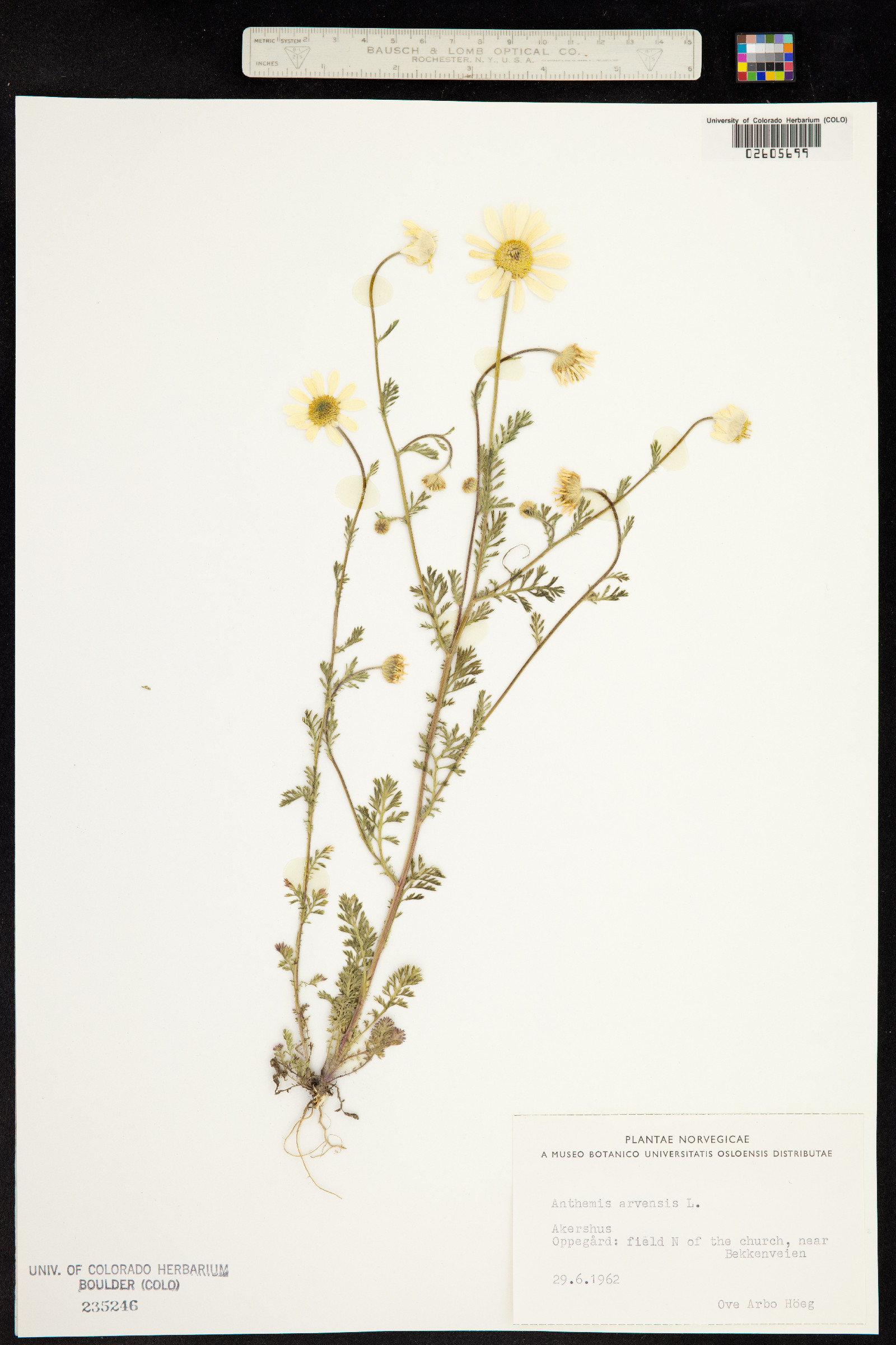 Anthemis arvensis image