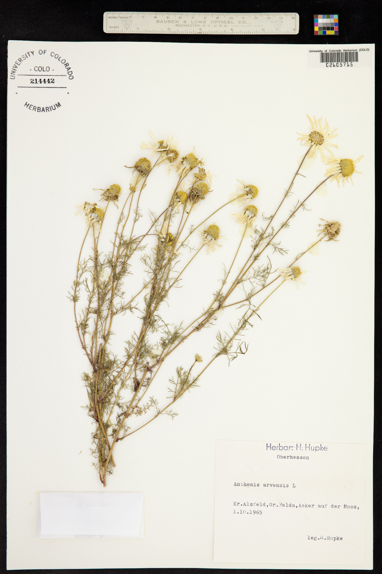 Anthemis arvensis image