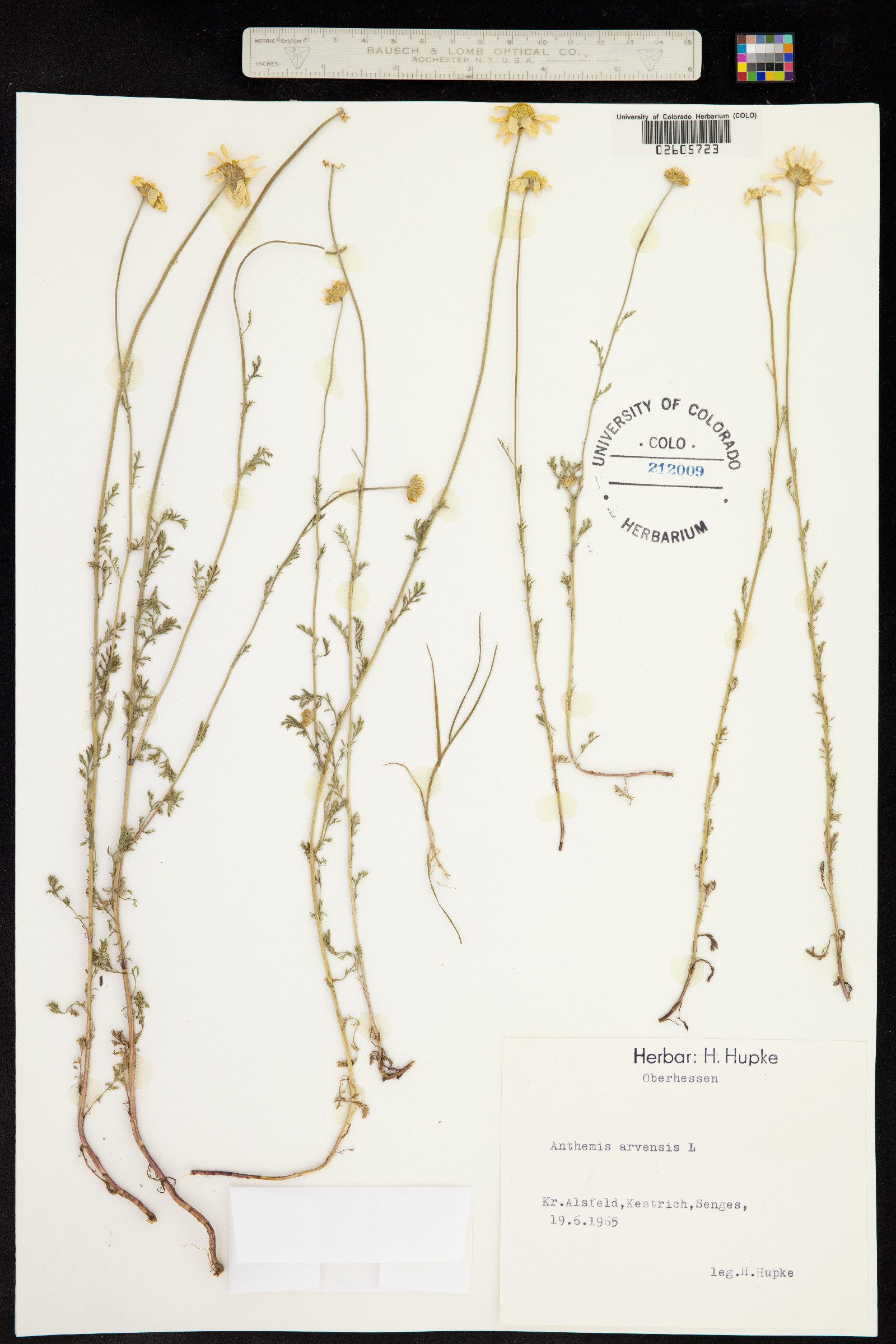Anthemis arvensis image