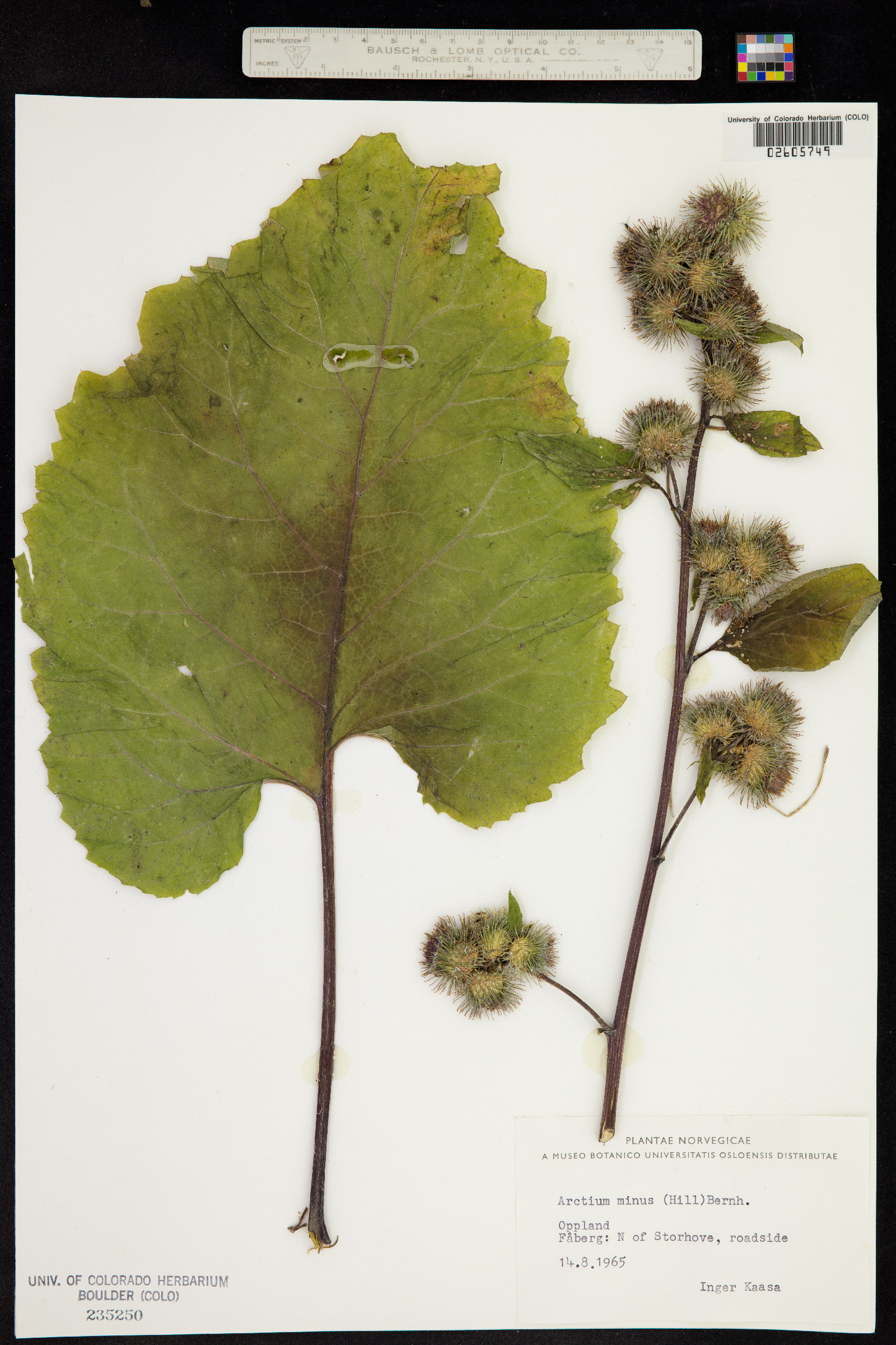 Arctium minus image