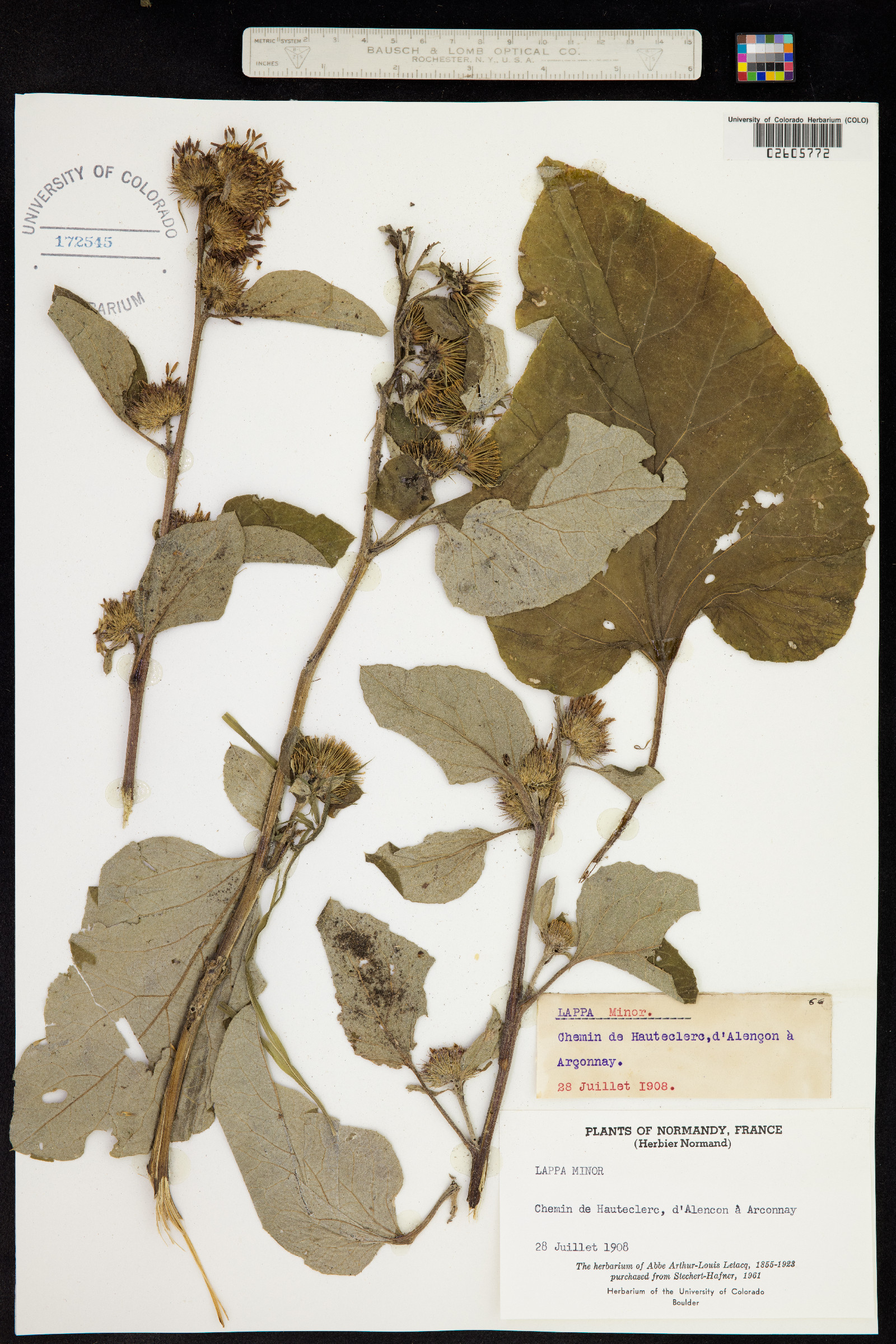 Arctium minus image