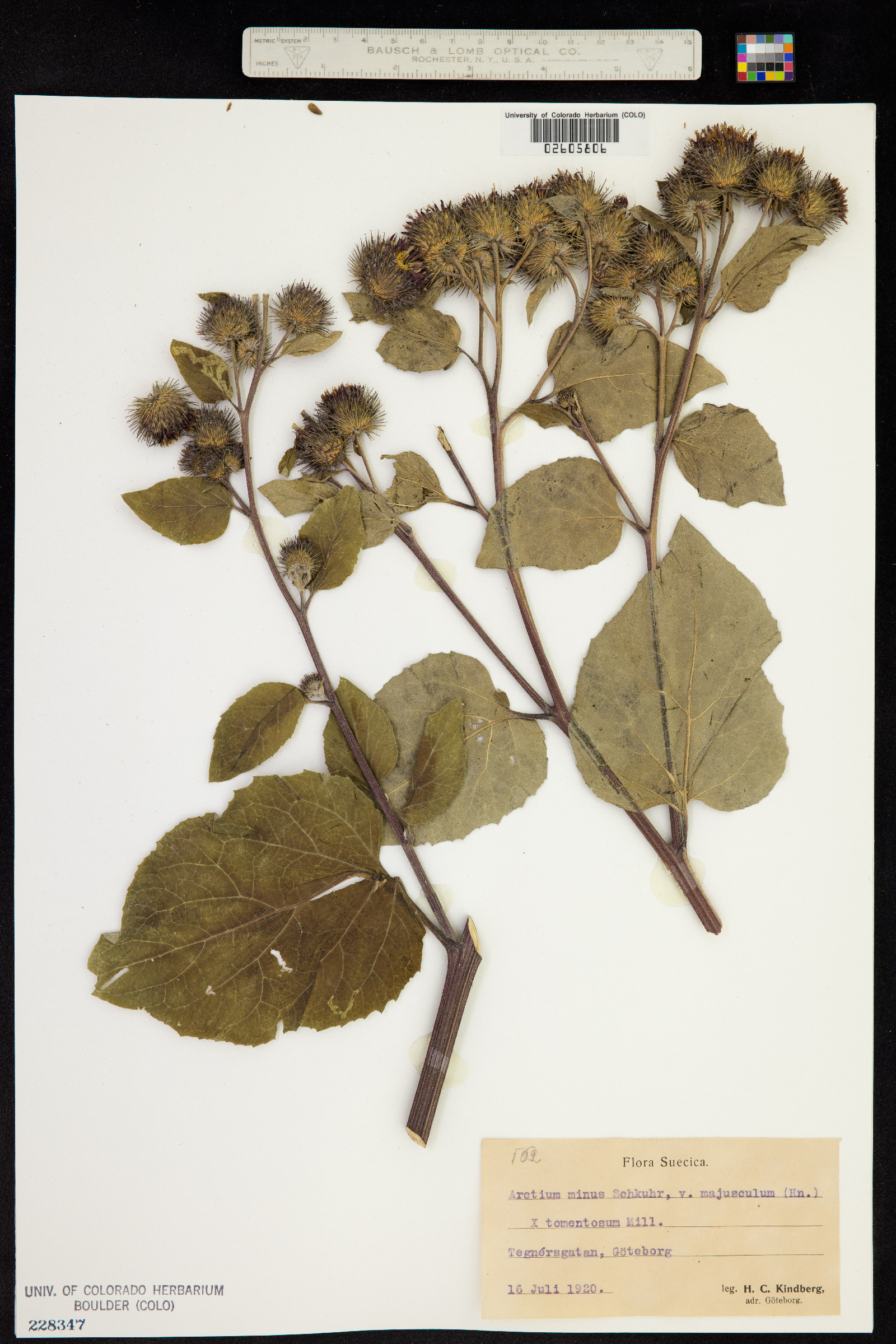 Arctium minus image