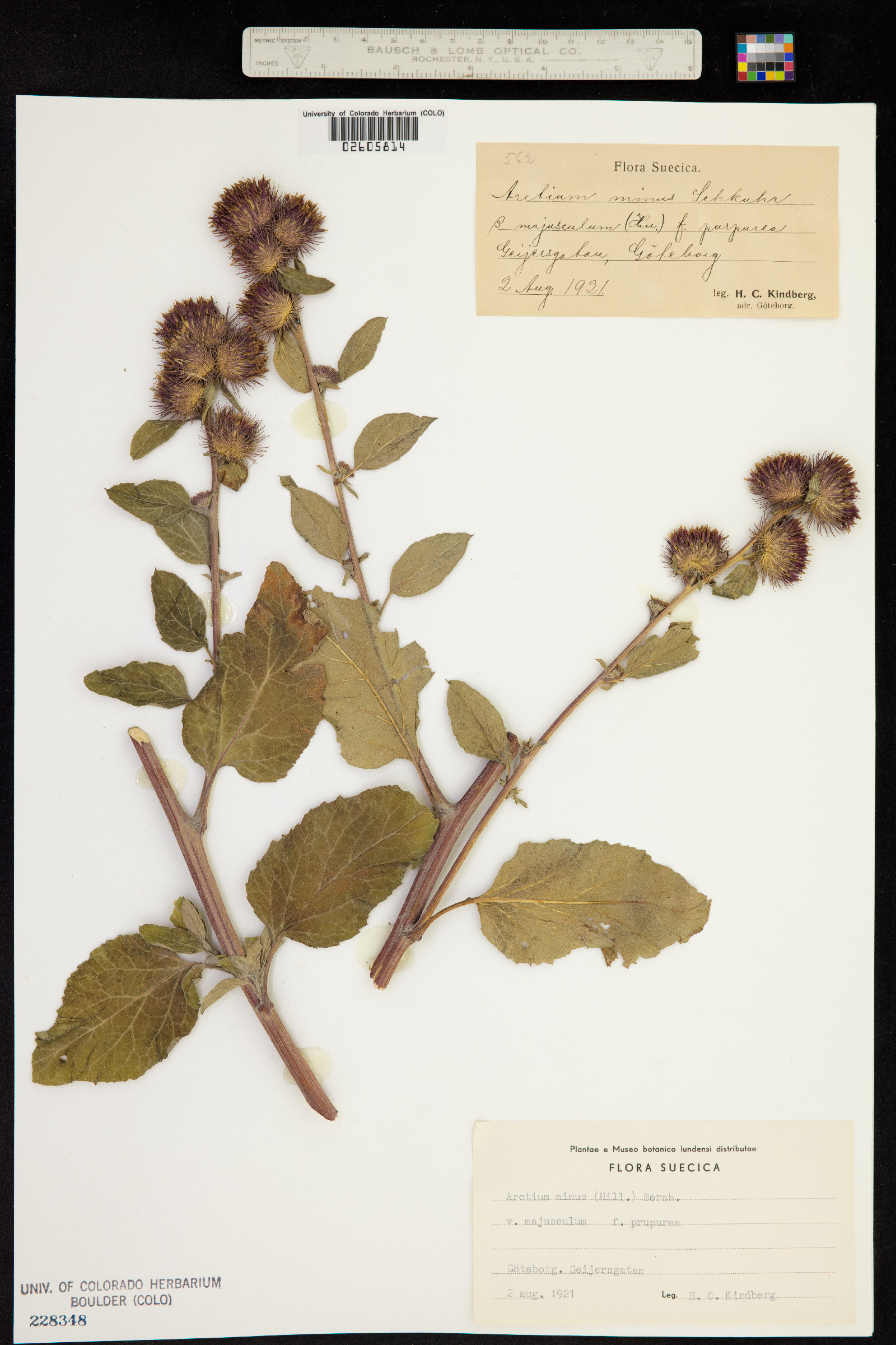 Arctium minus image