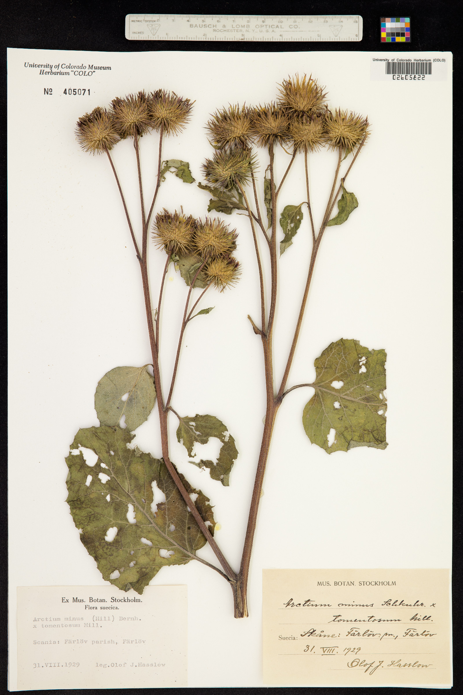 Arctium minus image