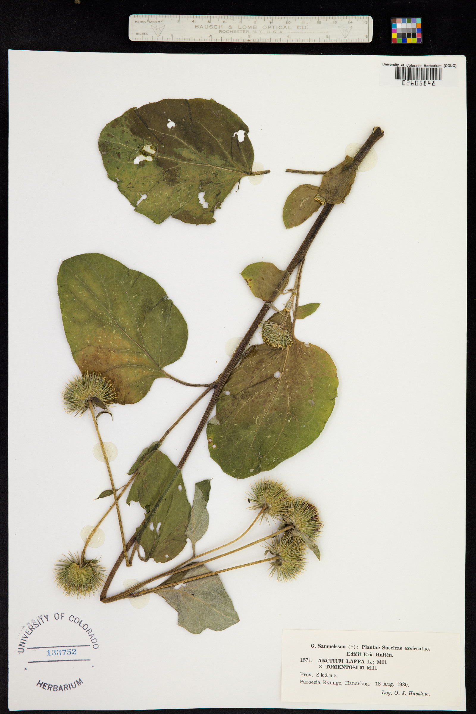 Arctium lappa image