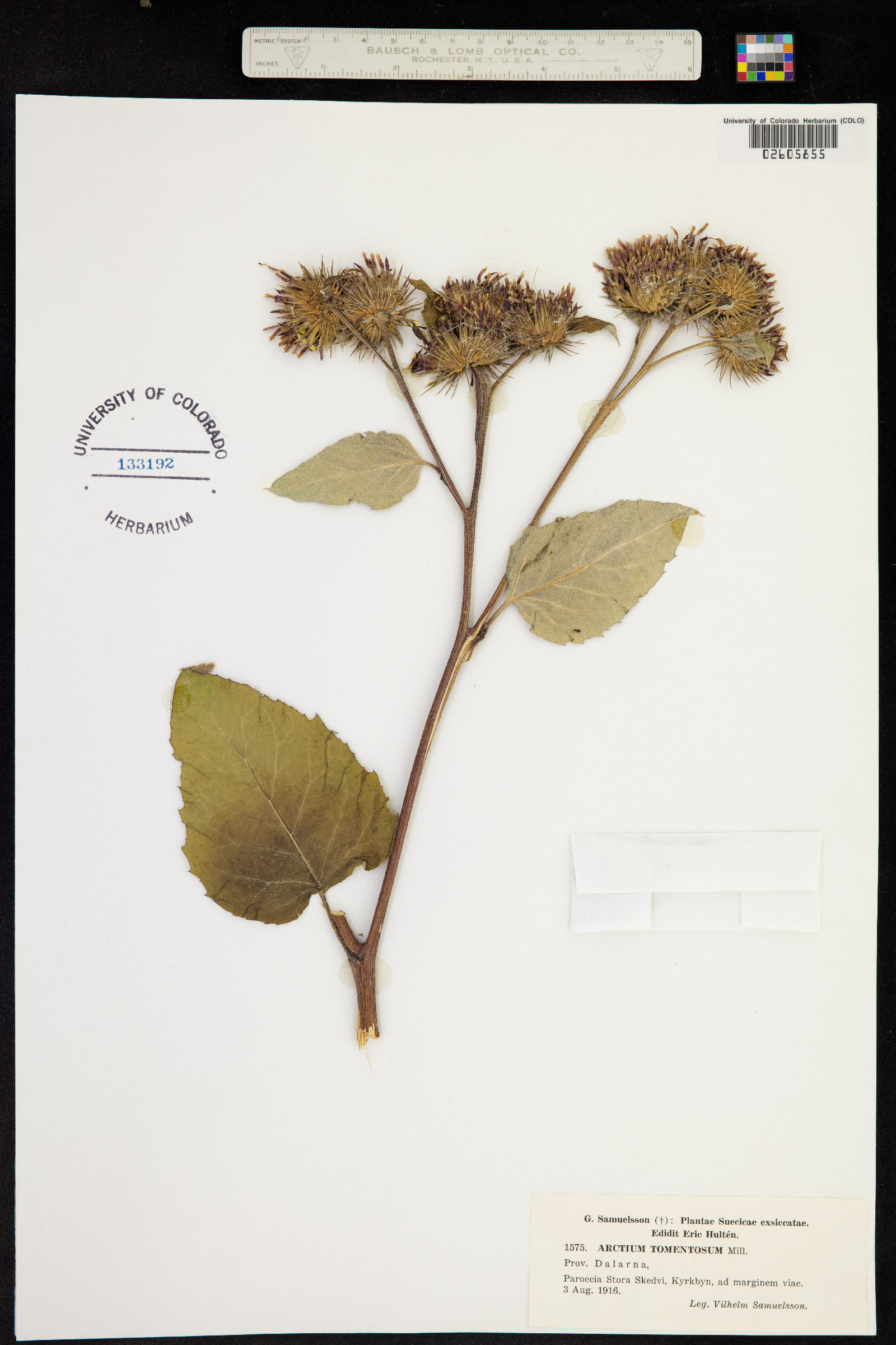 Arctium lappa image