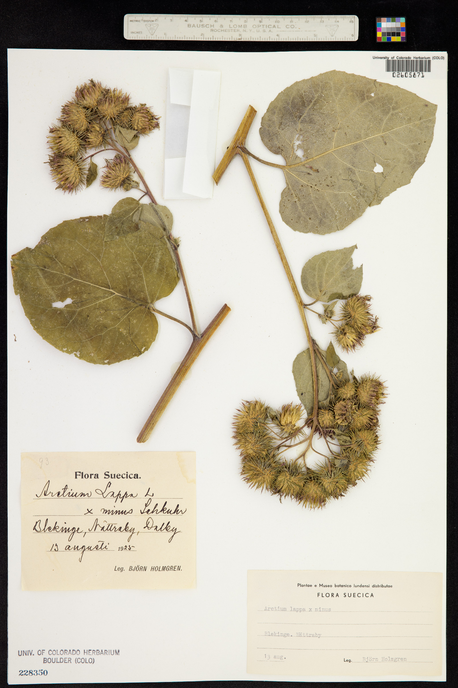 Arctium lappa image